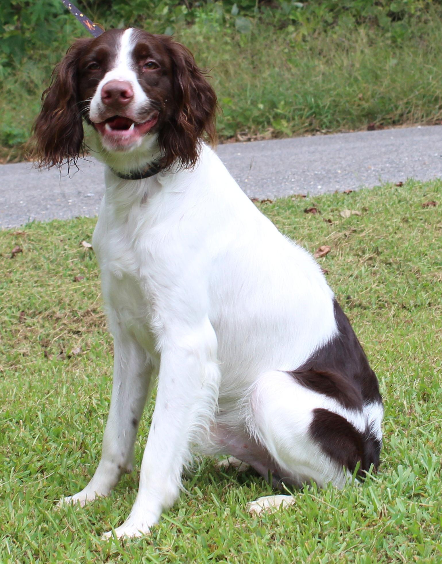 Enlarge Saban 42359, a Adopted English Springer Spaniel in Prattville, AL image 2/3