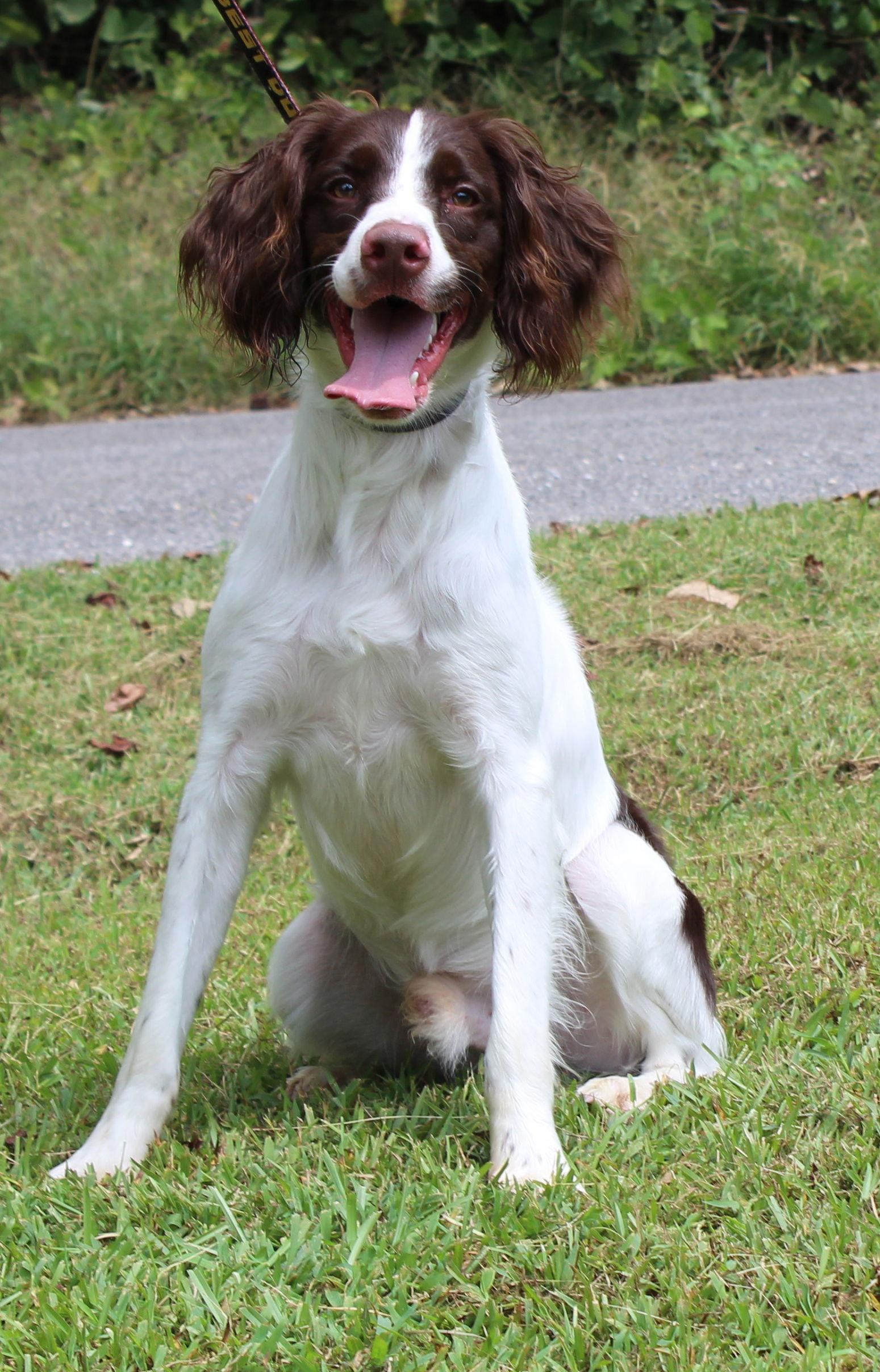 Enlarge Saban 42359, a Adopted English Springer Spaniel in Prattville, AL image 3/3