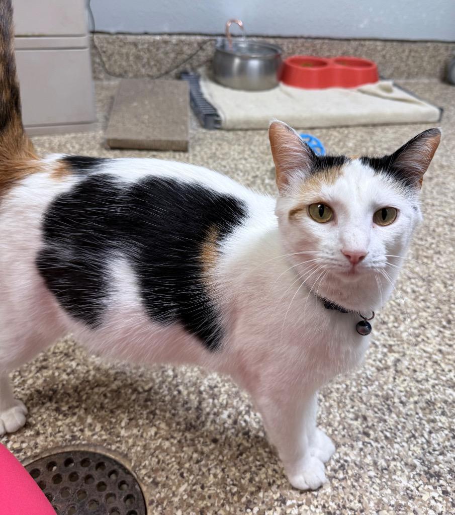 Teensie, Adoptable, Young Female Calico.
