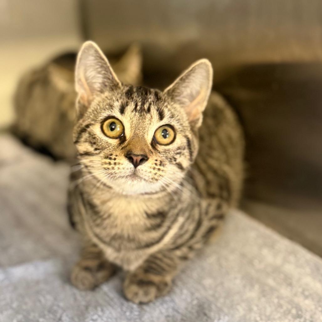 Enlarge Zeta, a Adoptable Domestic Short Hair in Ridgely, MD image 1/6