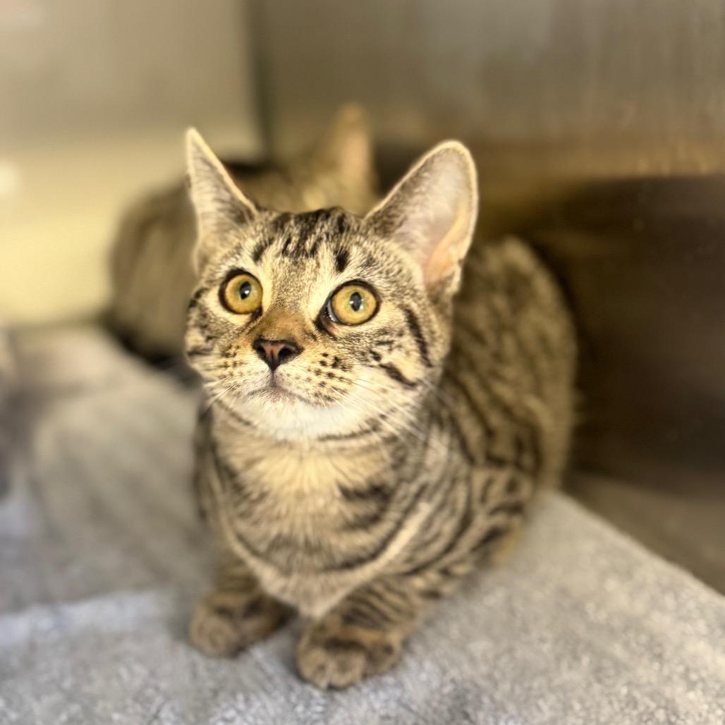 Enlarge Zeta, a Adoptable Domestic Short Hair in Ridgely, MD image 2/6