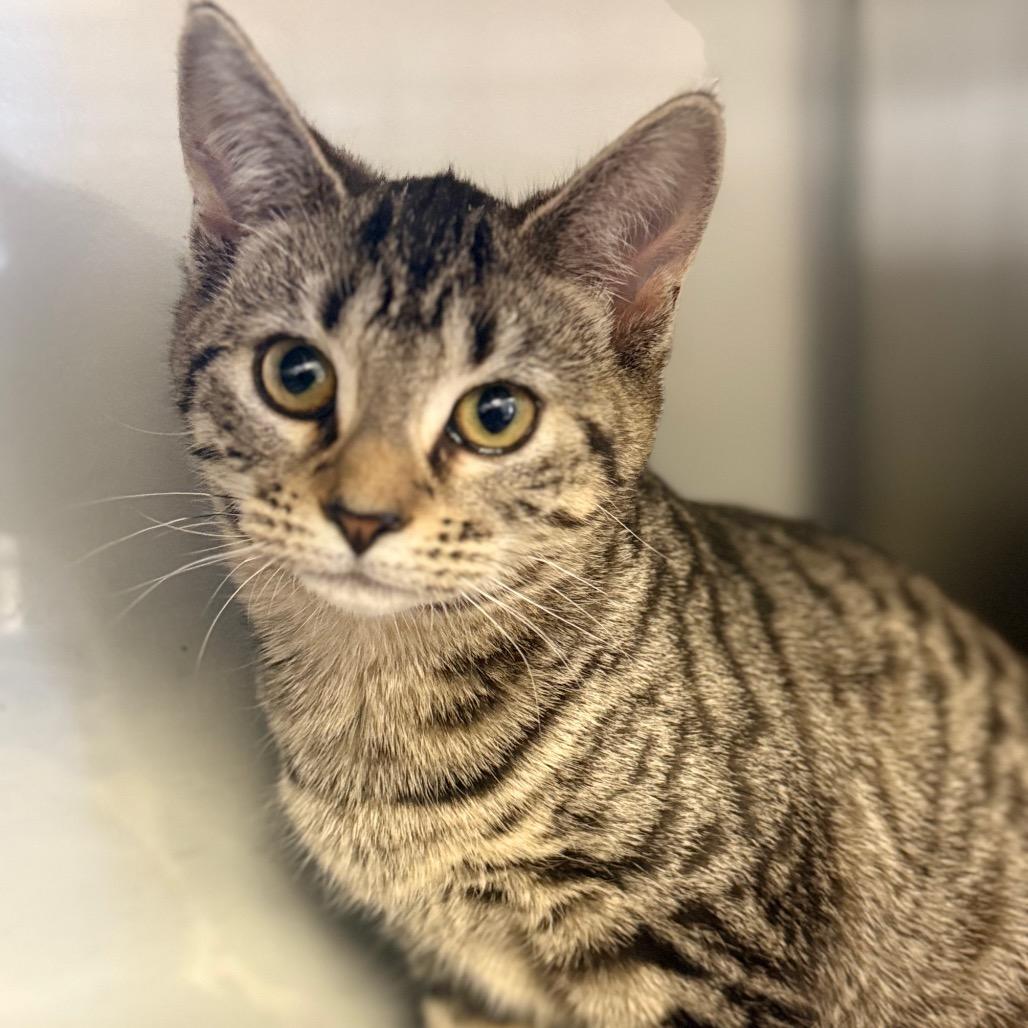 Enlarge Zeta, a Adoptable Domestic Short Hair in Ridgely, MD image 5/6