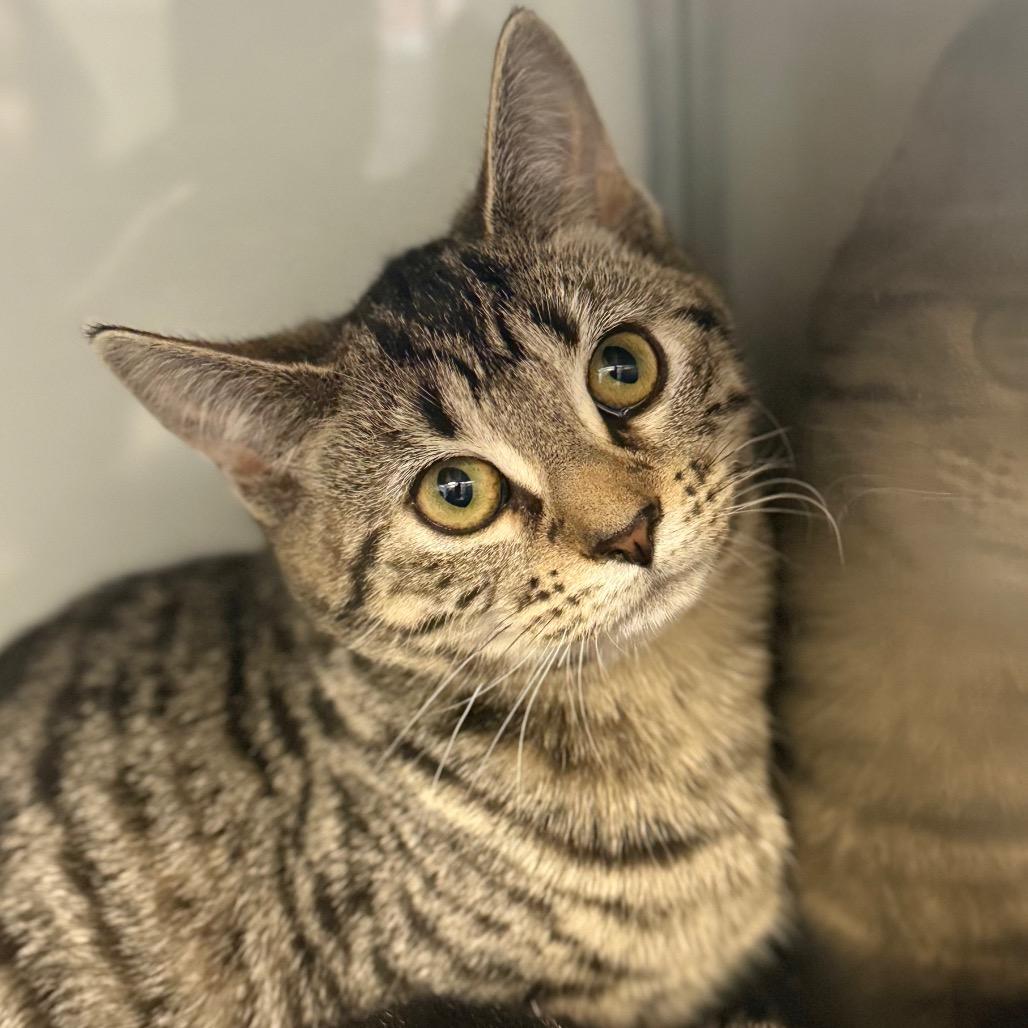 Enlarge Zeta, a Adoptable Domestic Short Hair in Ridgely, MD image 6/6