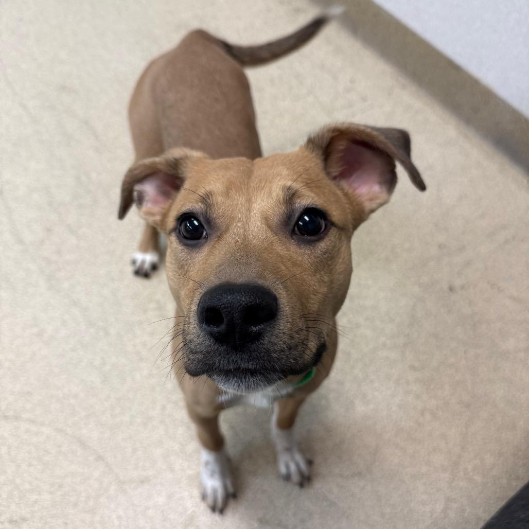 Enlarge Cash, a Adoptable mixed breed in Naperville, IL image 1/2