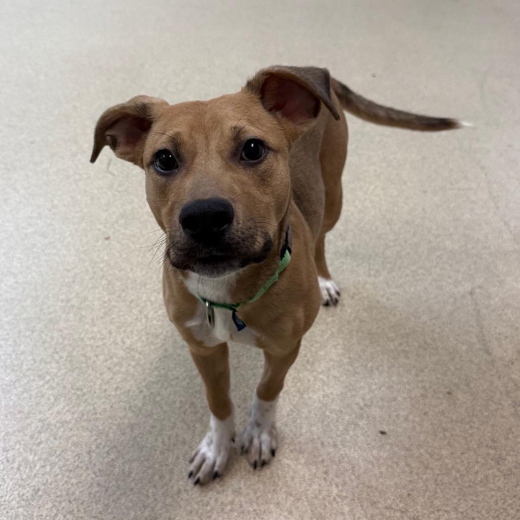 Enlarge Cash, a Adoptable mixed breed in Naperville, IL image 2/2