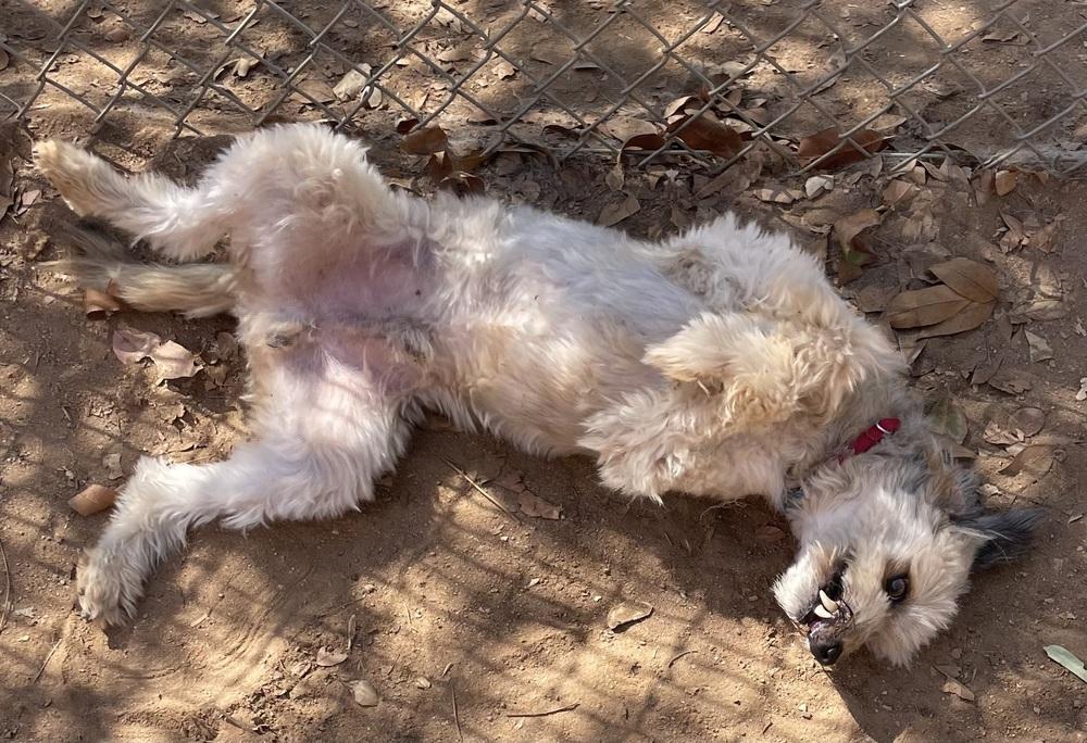 Pebbles, Adoptable, Adult Male Poodle & Schnauzer.