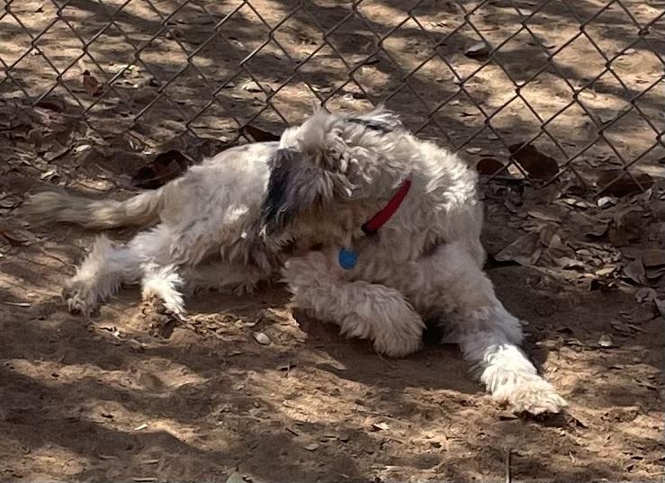 Enlarge Pebbles, a Adoptable mixed breed in Bonita, CA image 2/5