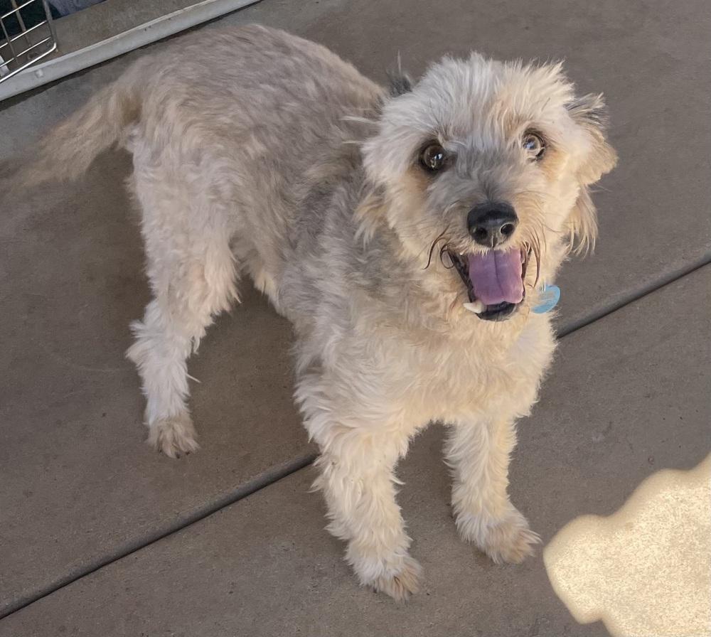 Enlarge Pebbles, a Adoptable mixed breed in Bonita, CA image 3/5