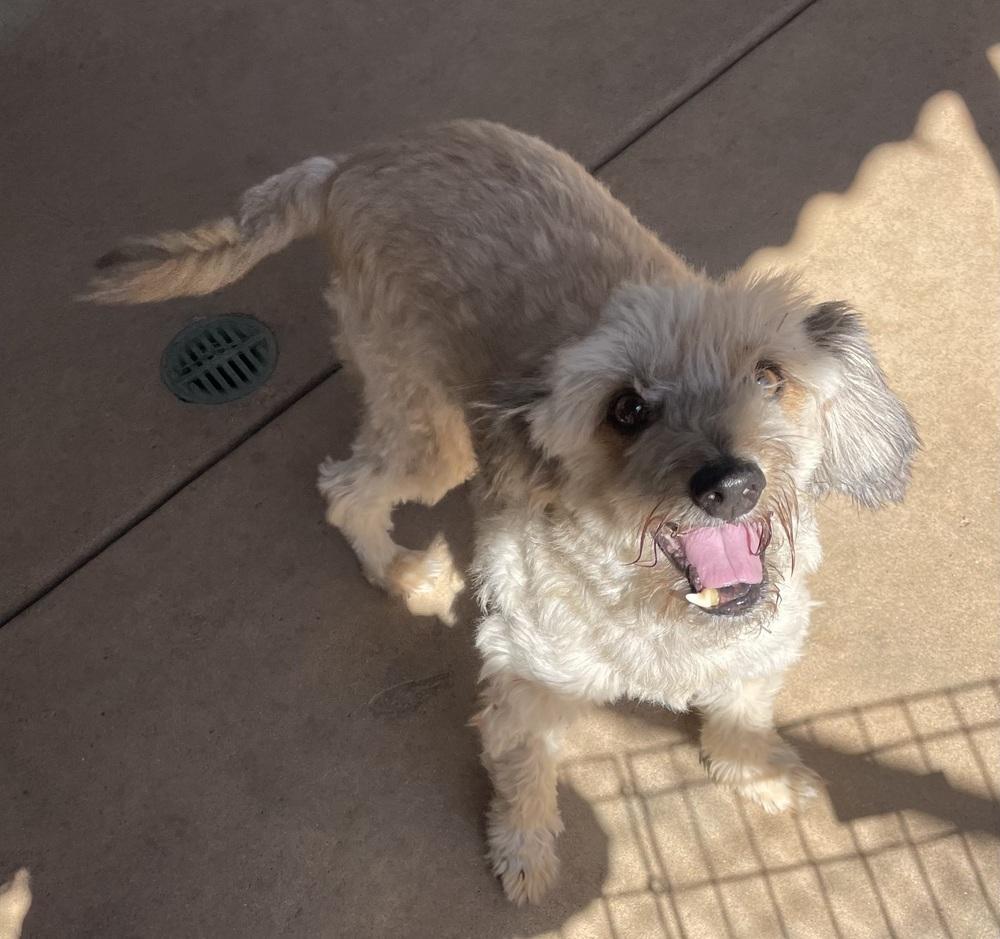 Enlarge Pebbles, a Adoptable mixed breed in Bonita, CA image 4/5