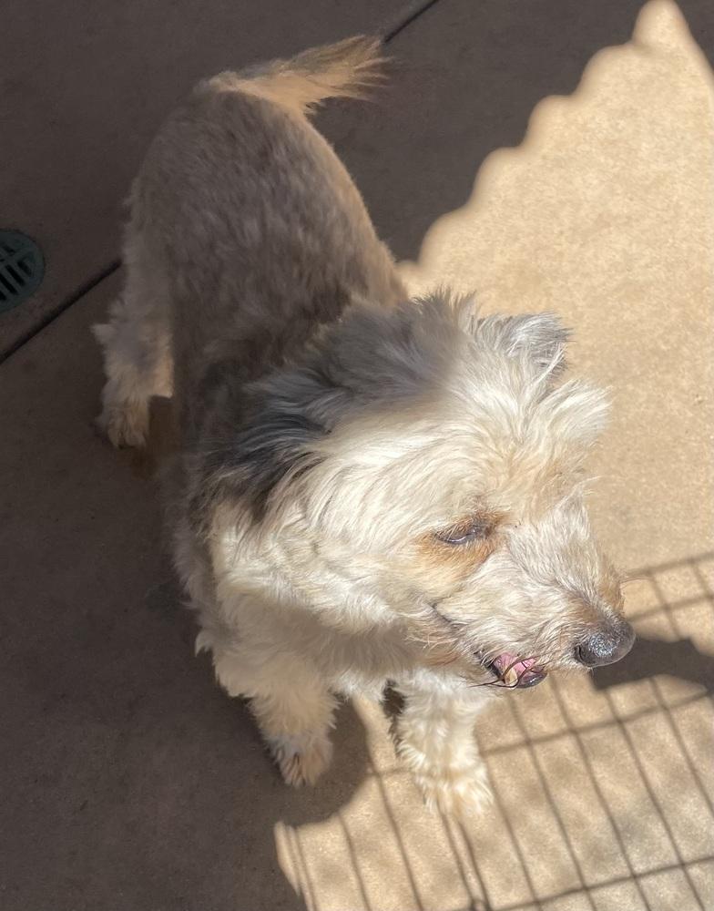 Enlarge Pebbles, a Adoptable mixed breed in Bonita, CA image 5/5