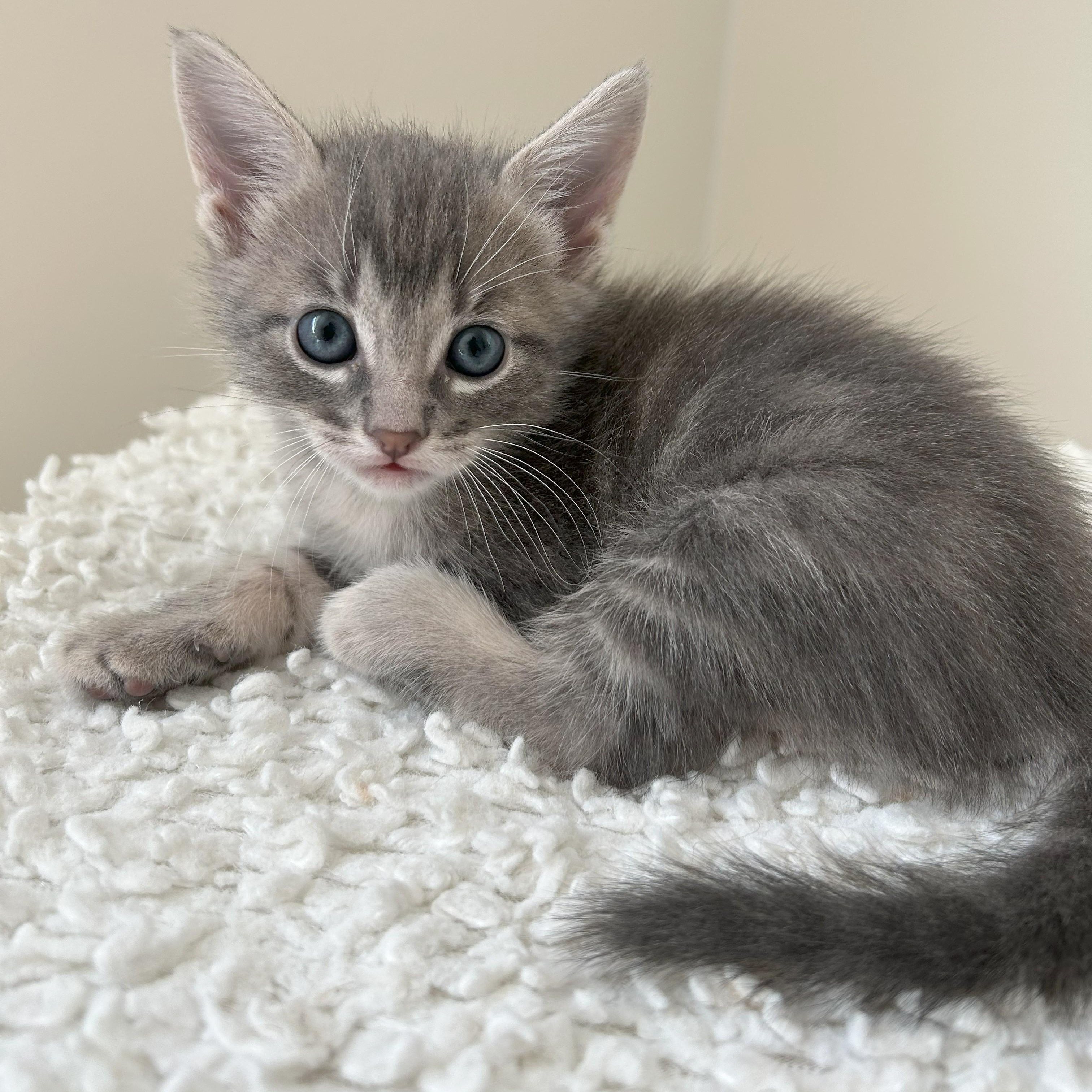 Enlarge Smoky, a Adoptable mixed breed in Magnolia, TX image 3/6