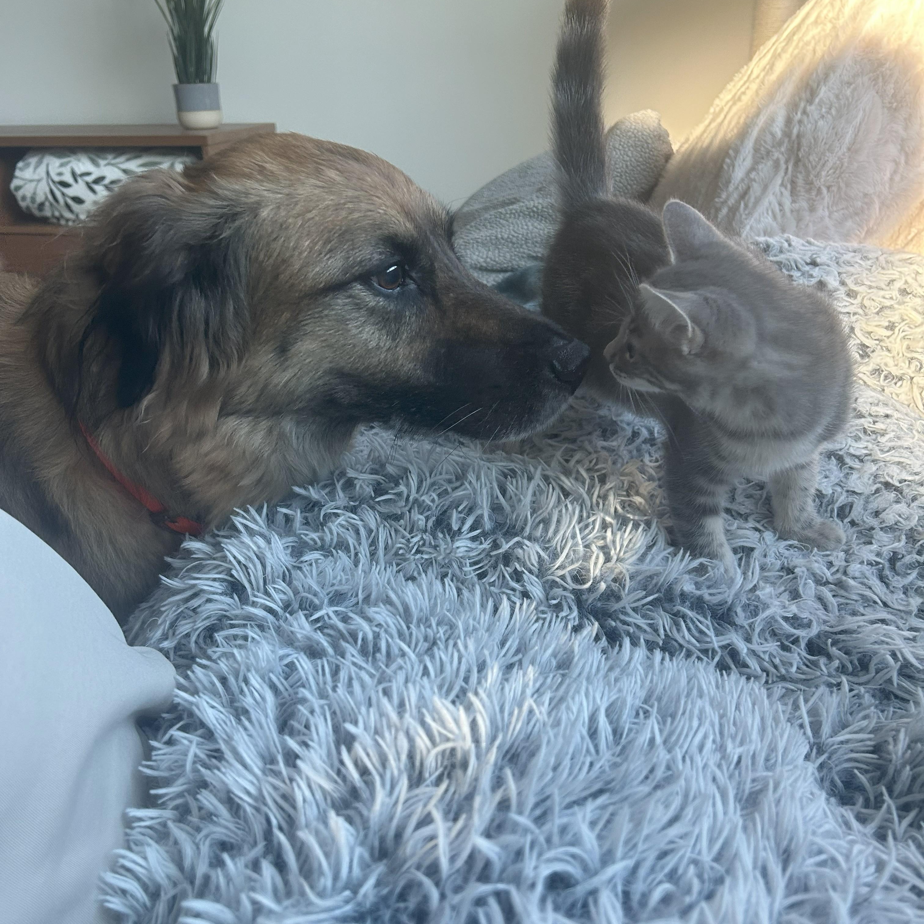 Enlarge Smoky, a Adoptable mixed breed in Magnolia, TX image 2/6