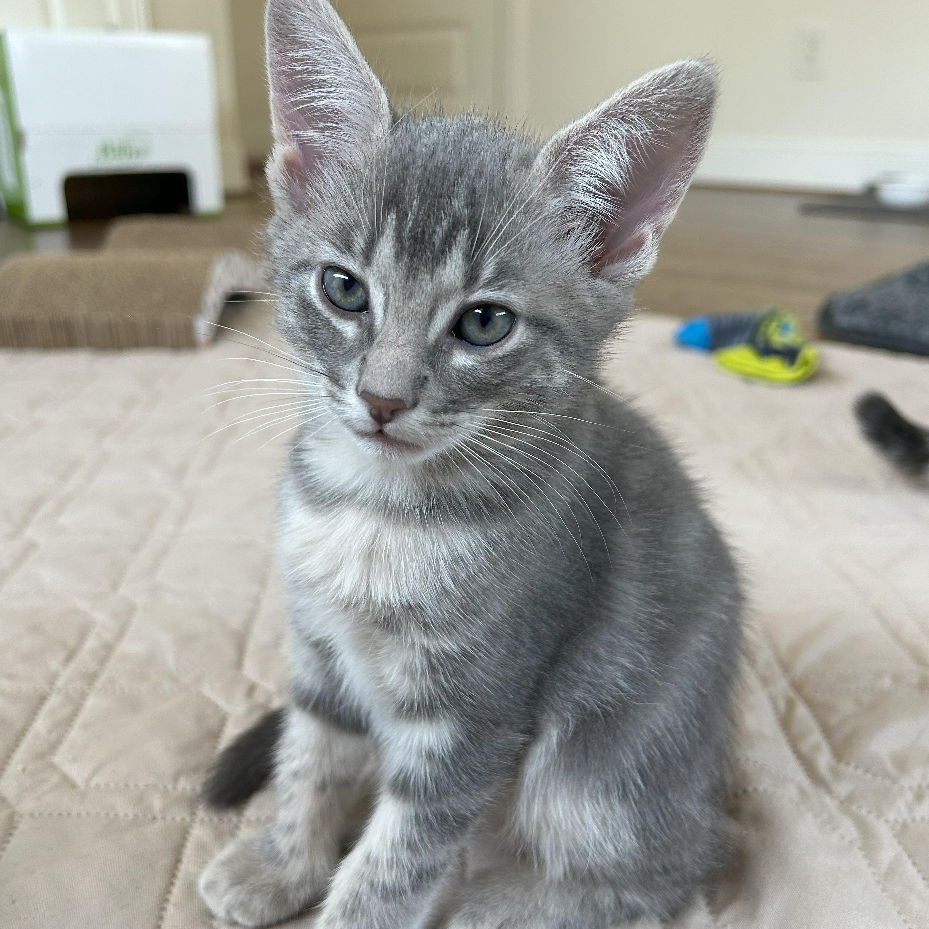 Enlarge Smoky, a Adoptable mixed breed in Magnolia, TX image 1/6