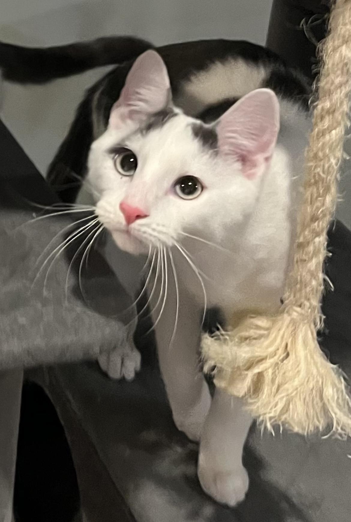 Dinghy, Adoptable, Young Male Domestic Short Hair.