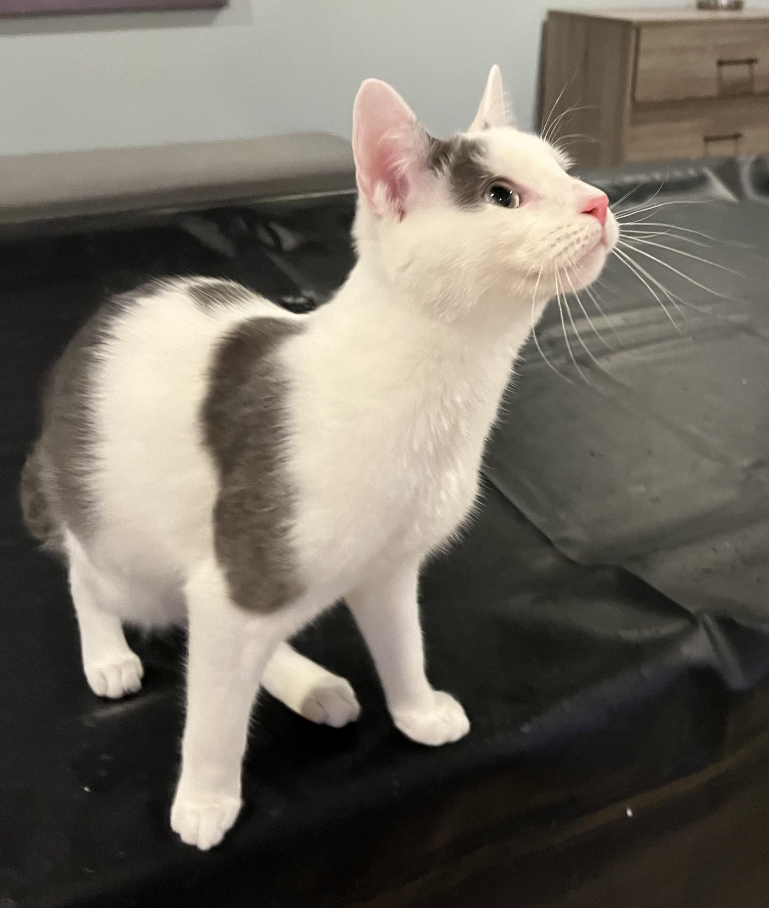 Dinghy, a Adoptable Domestic Short Hair in Allentown, NJ image 6/6