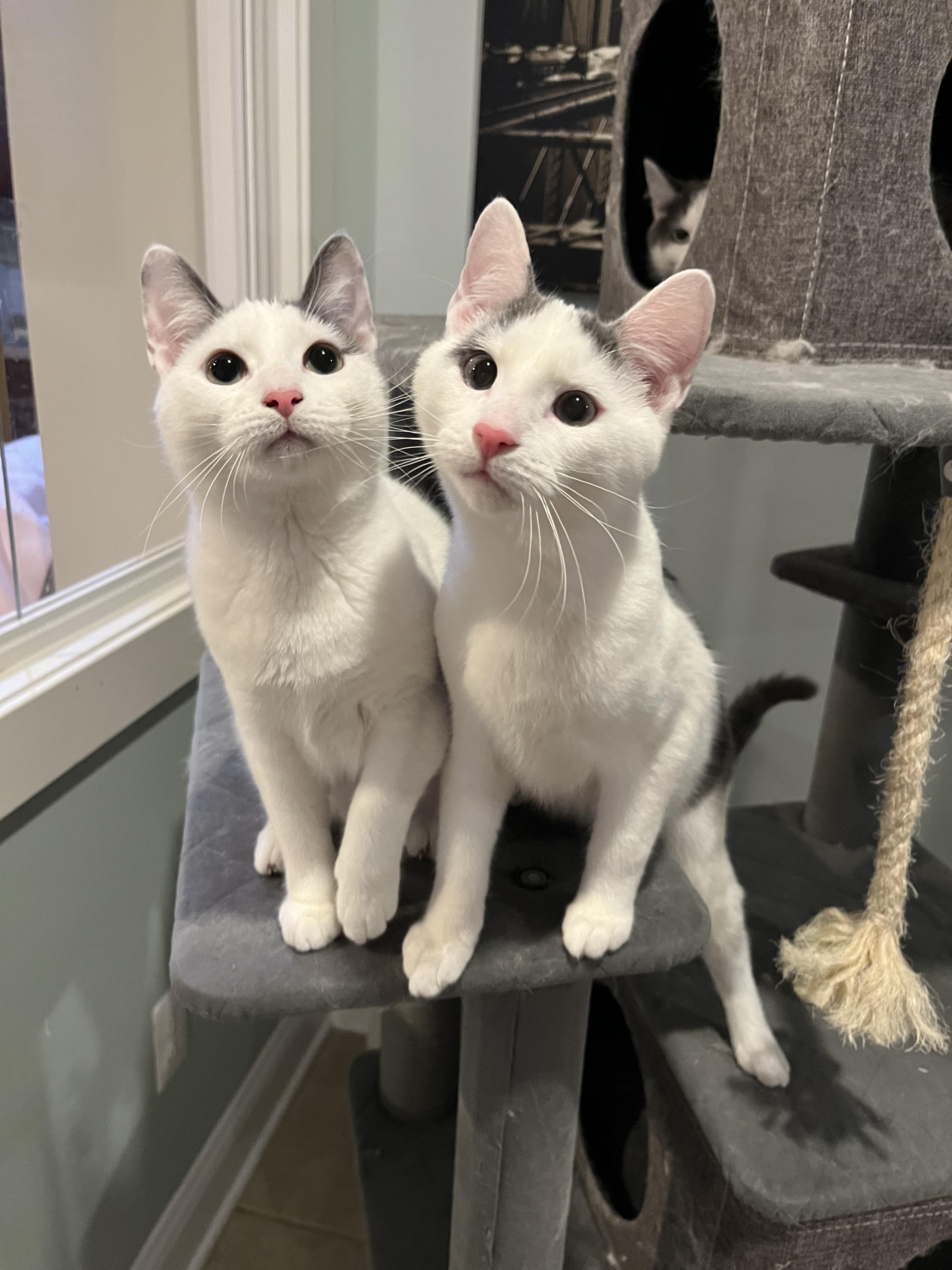 Dinghy, a Adoptable Domestic Short Hair in Allentown, NJ image 5/6