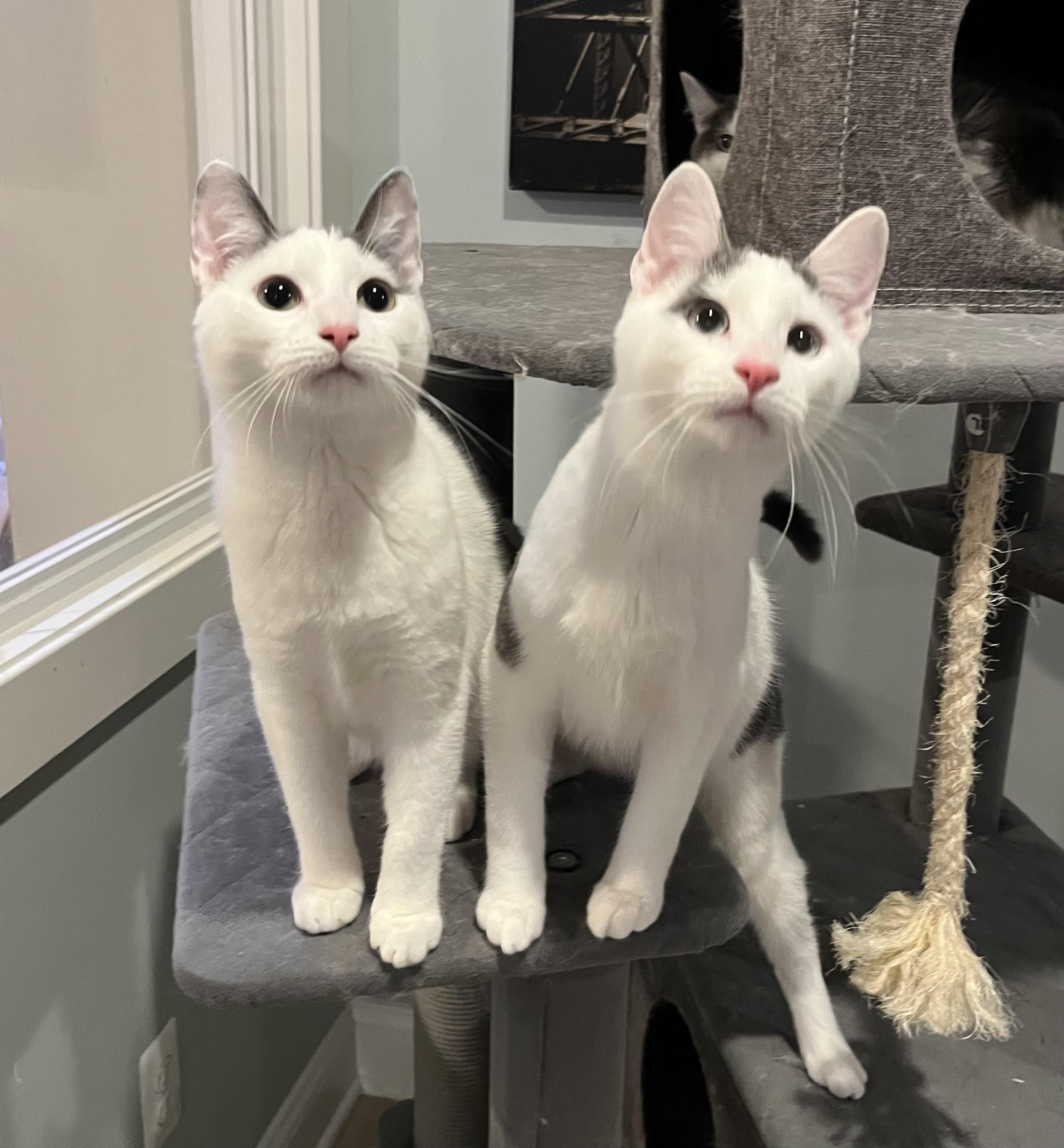 Dinghy, a Adoptable Domestic Short Hair in Allentown, NJ image 4/6