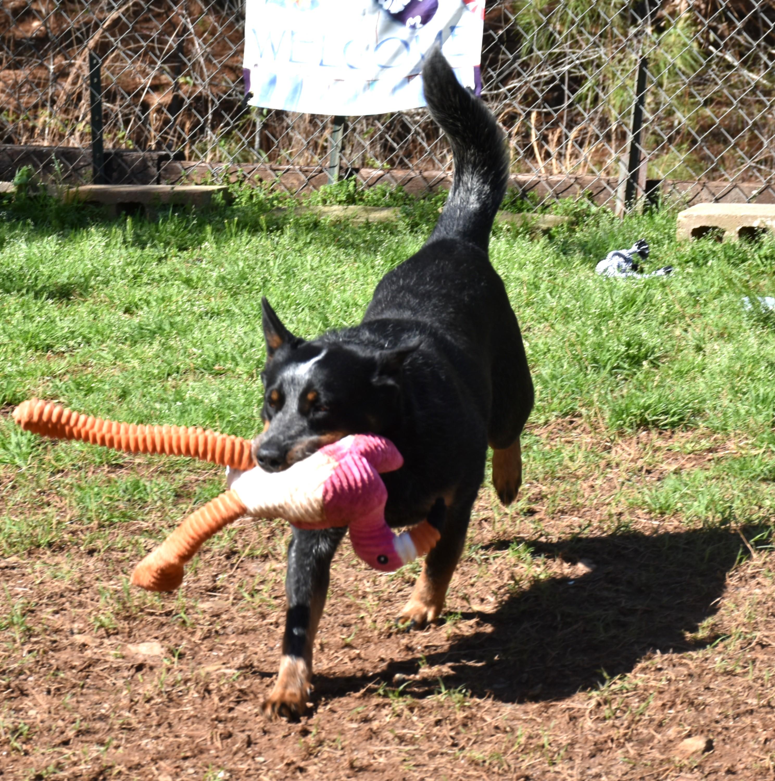 Enlarge Bandit, an adopted mixed breed in Wedowee, AL image 5/6