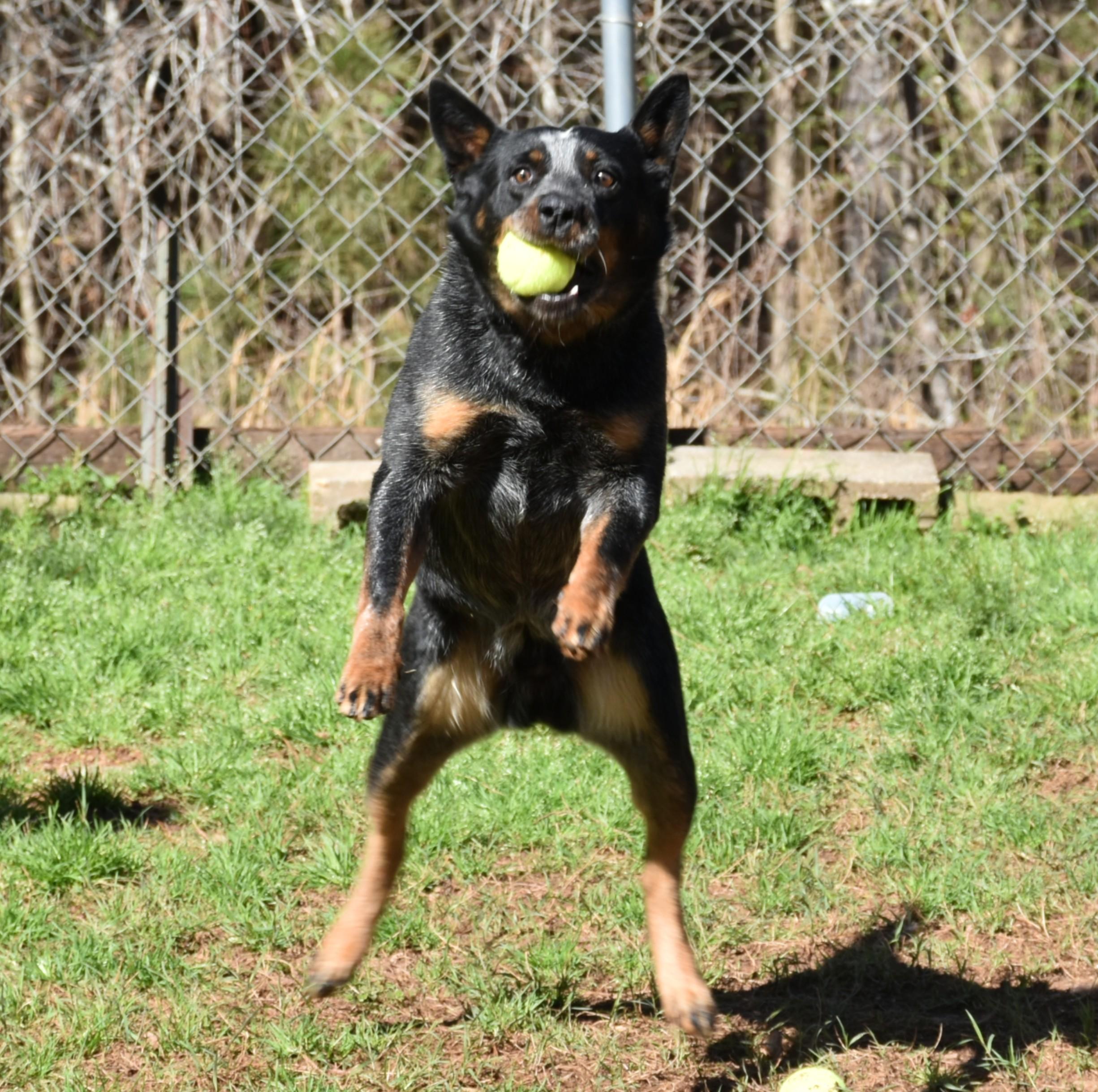 Enlarge Bandit, an adopted mixed breed in Wedowee, AL image 4/6