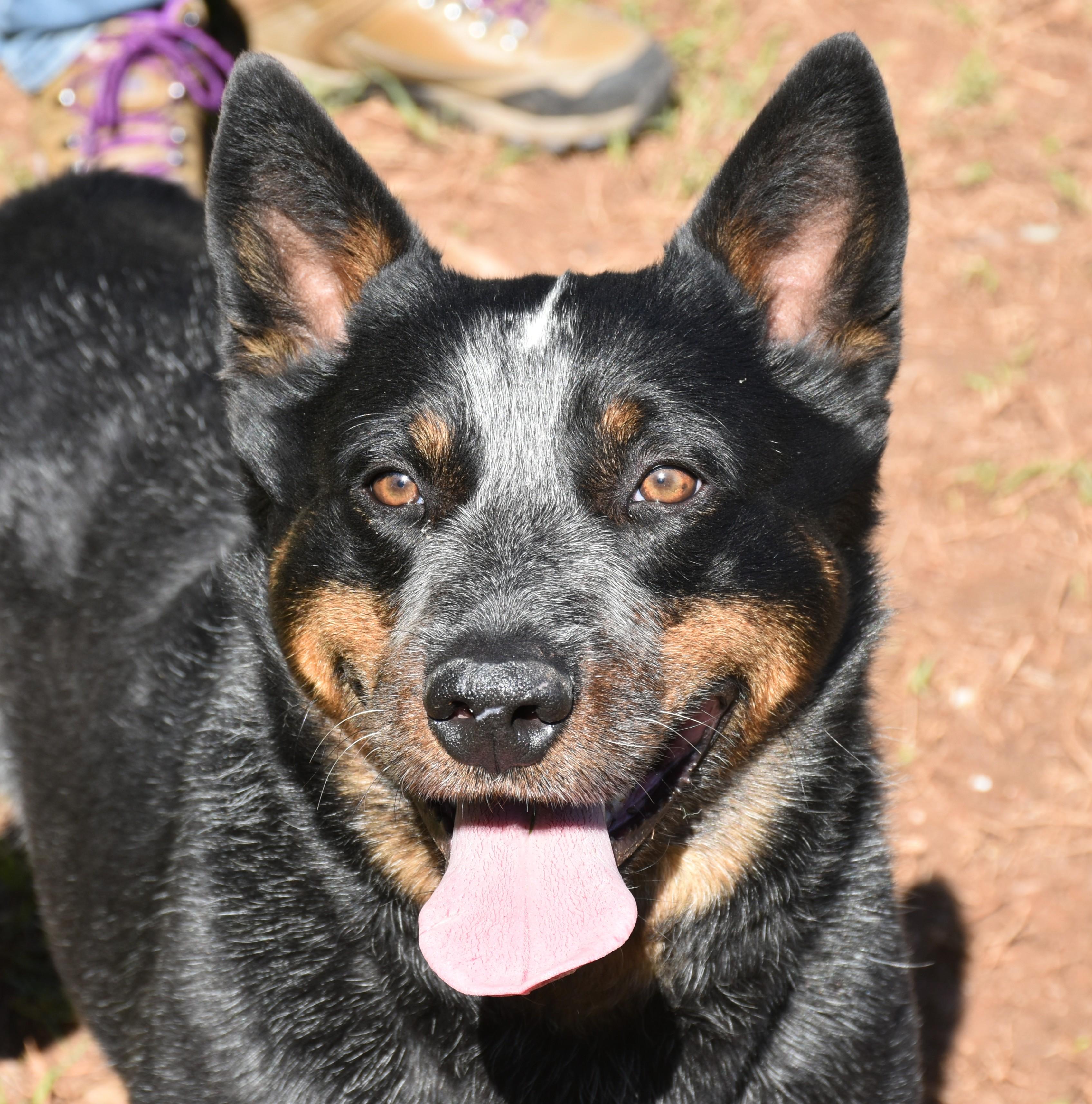 Enlarge Bandit, an adopted mixed breed in Wedowee, AL image 2/6