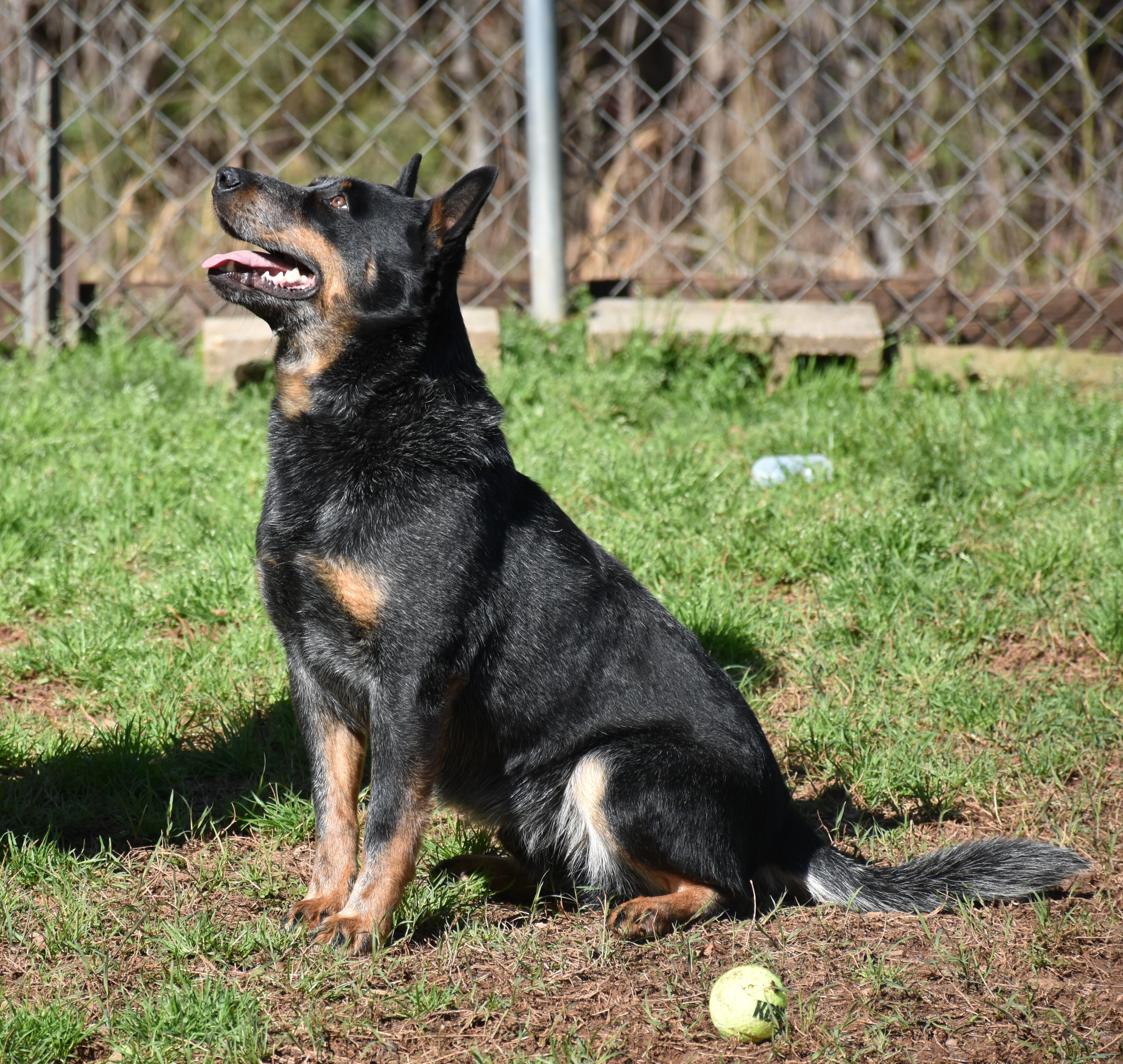 Enlarge Bandit, an adopted mixed breed in Wedowee, AL image 3/6