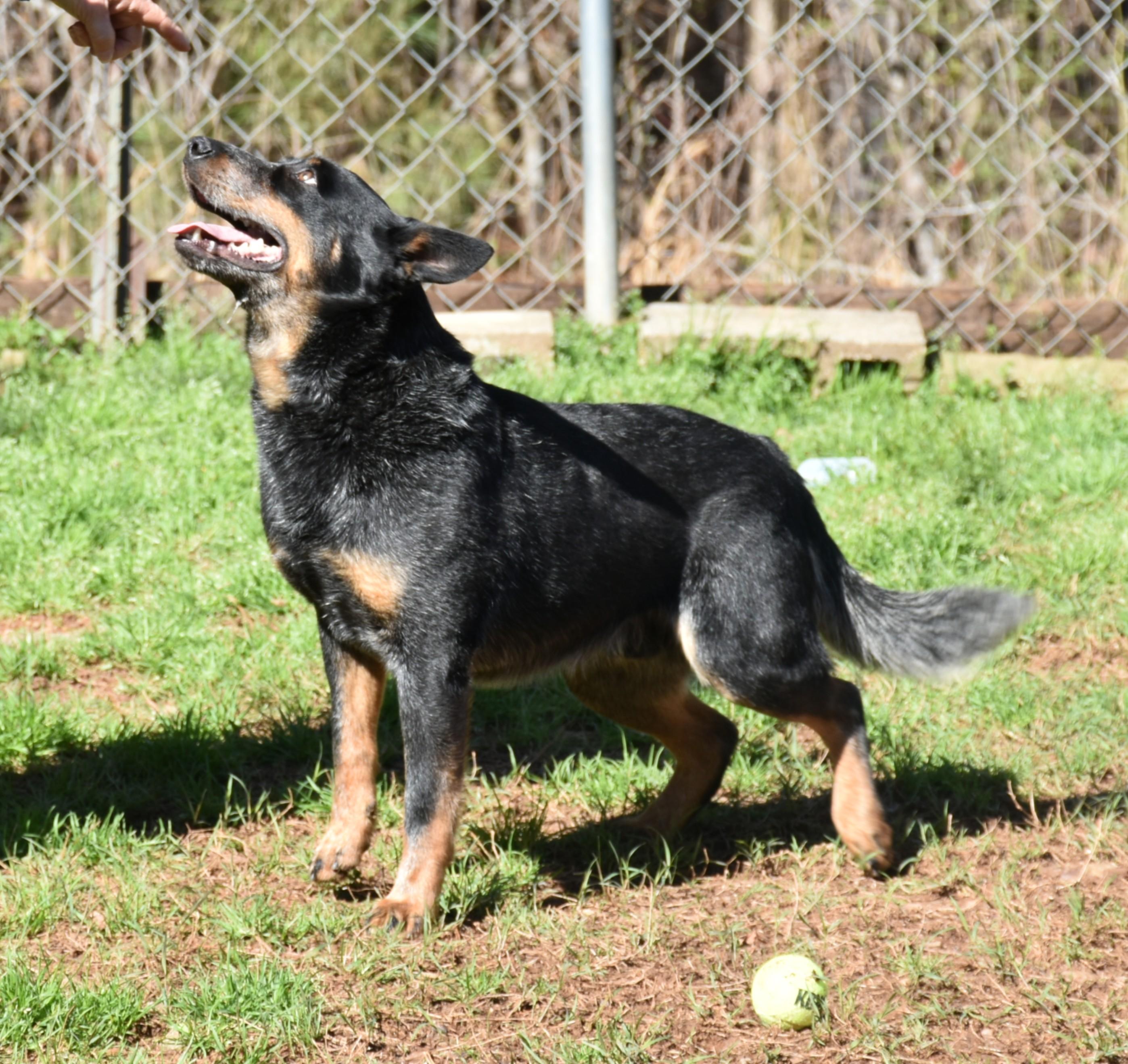 Enlarge Bandit, an adopted mixed breed in Wedowee, AL image 6/6