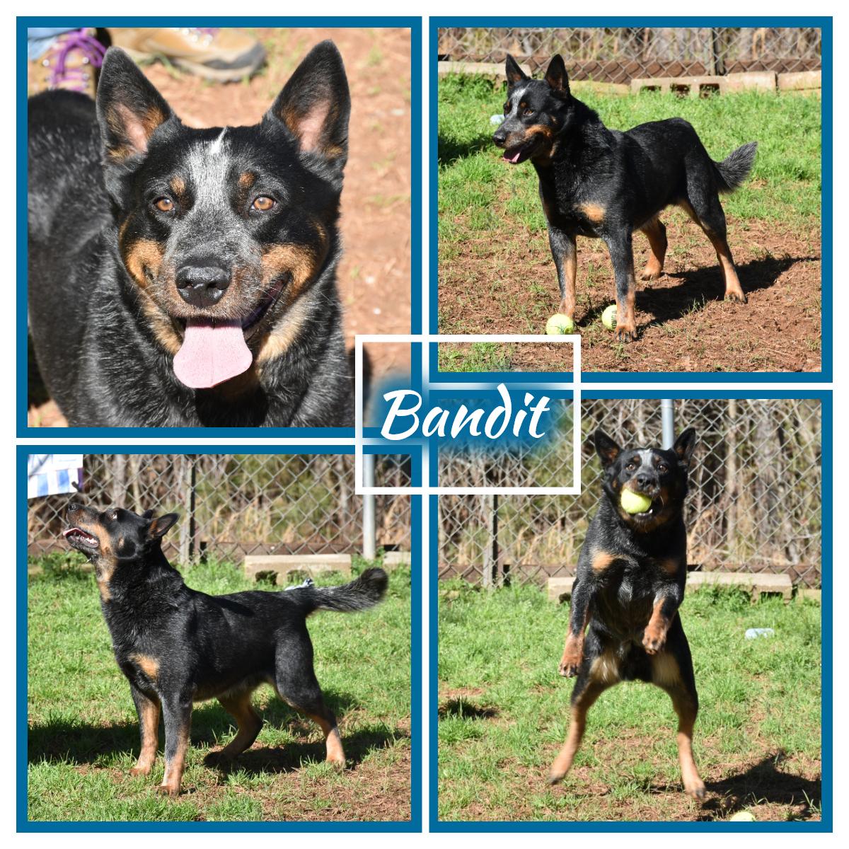 Bandit, adopted, Adult Male Australian Cattle Dog / Blue Heeler.