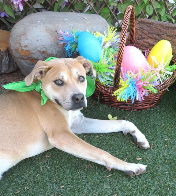 FORREST, Adoptable, Young Male Pit Bull Terrier & Mixed Breed.