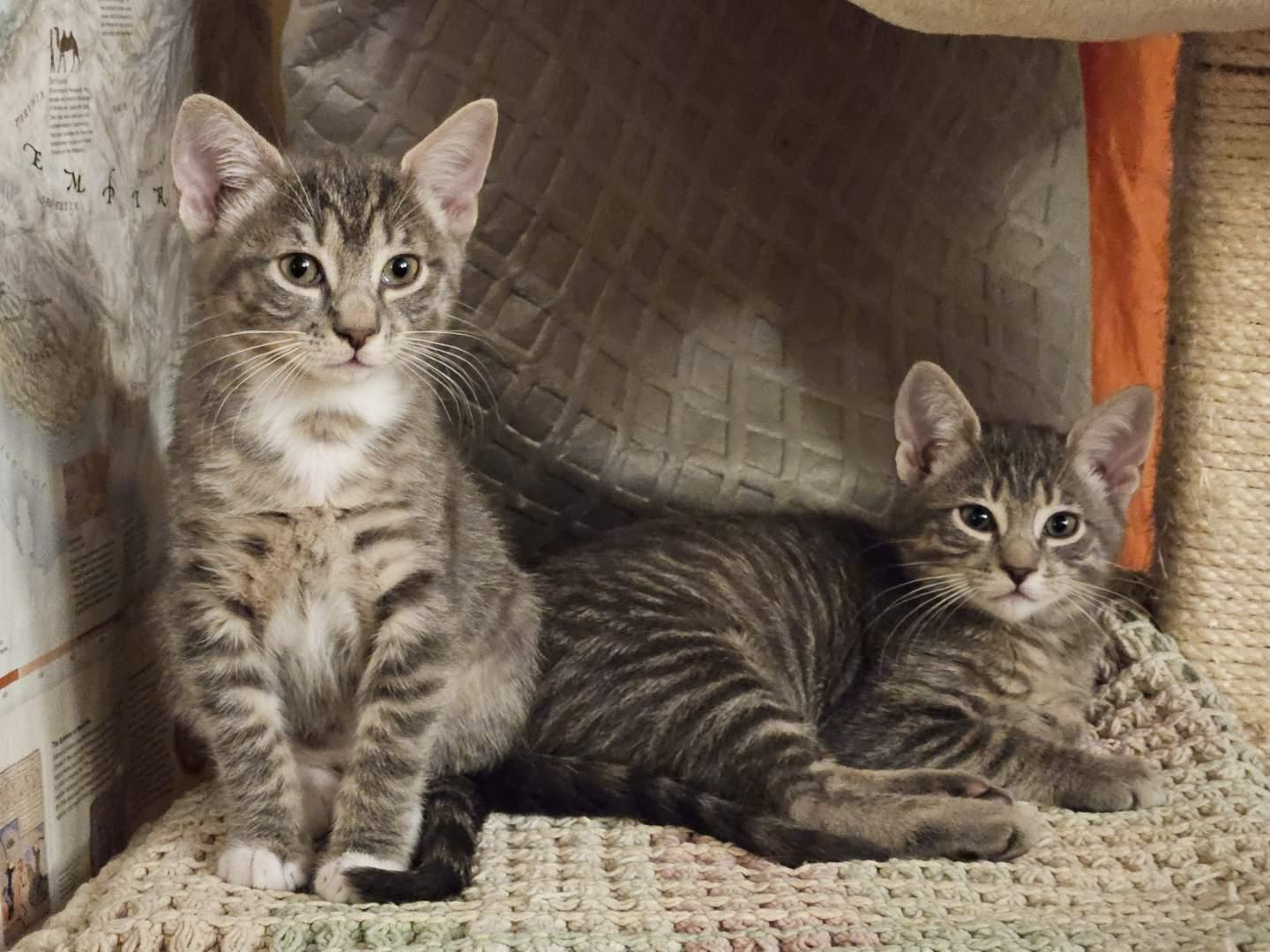 Scamp & Lady/ courtesy post, ADOPTABLE, Kitten Female Domestic Short Hair.