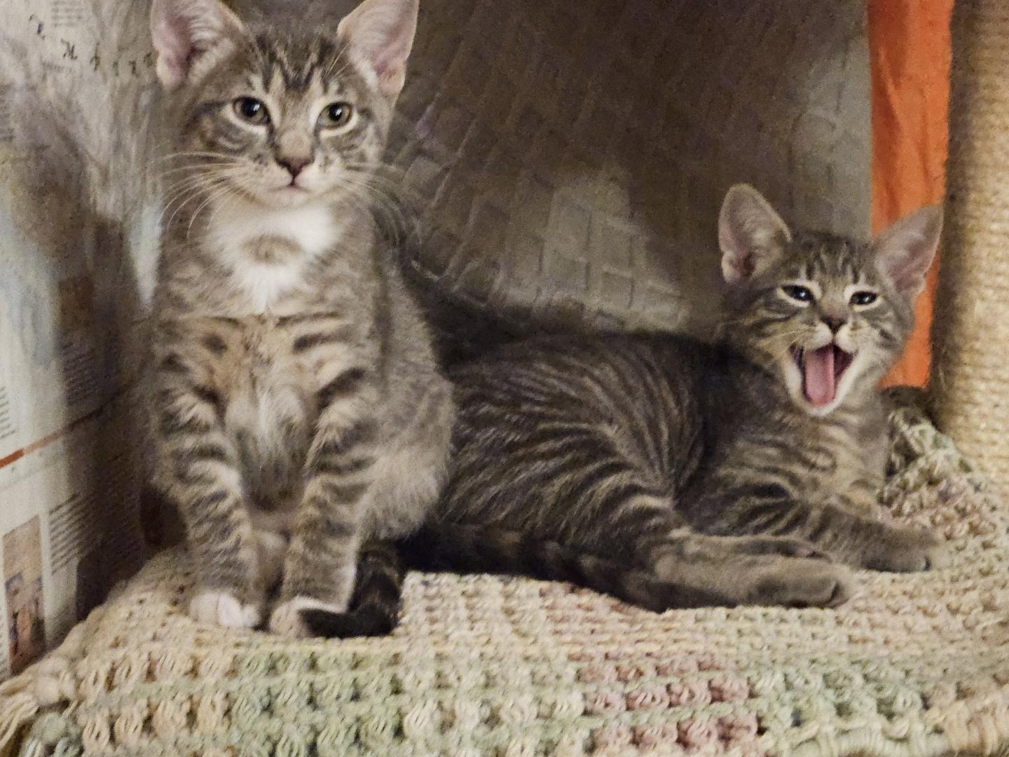 Enlarge Scamp & Lady/ courtesy post, a ADOPTABLE Domestic Short Hair in Medfield, MA image 2/2