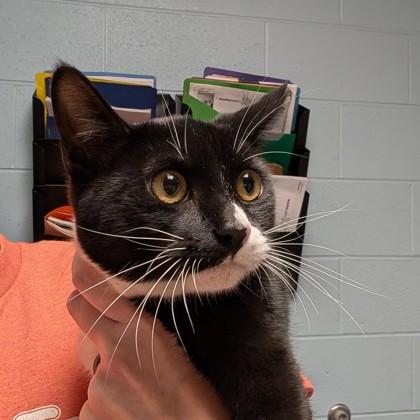 Renegade, ADOPTABLE, Young Male Domestic Short Hair.