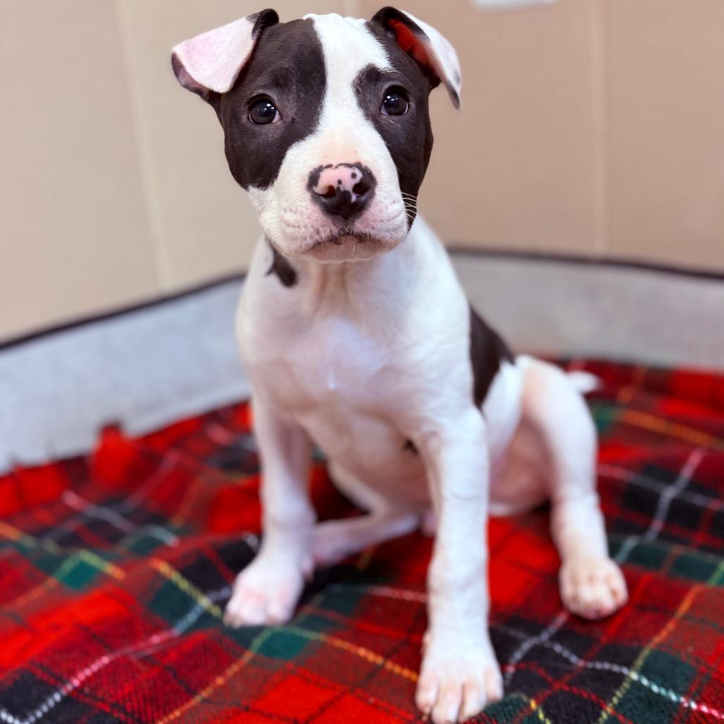 Rerun, an adoptable Mixed Breed in Fenton, MI image 1/3