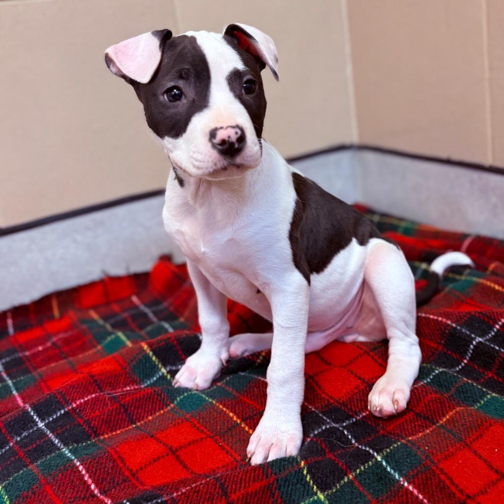 Rerun, an adoptable Mixed Breed in Fenton, MI image 2/3