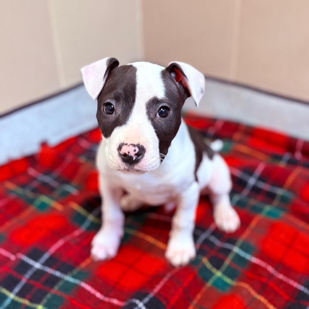 Rerun, an adoptable Mixed Breed in Fenton, MI image 3/3