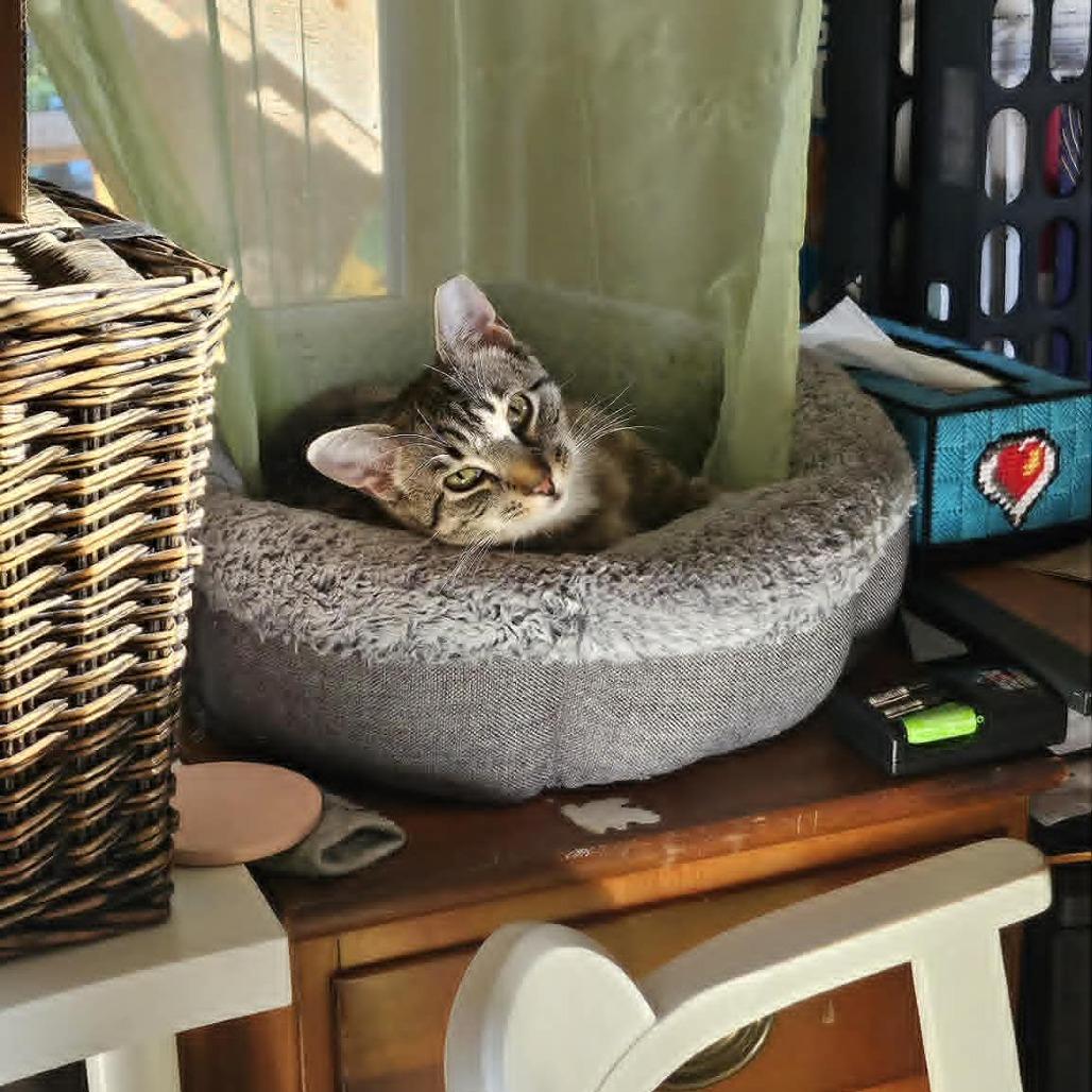 Holly (paired with Rolly) - Guests, Adoptable, Young Female Domestic Short Hair.