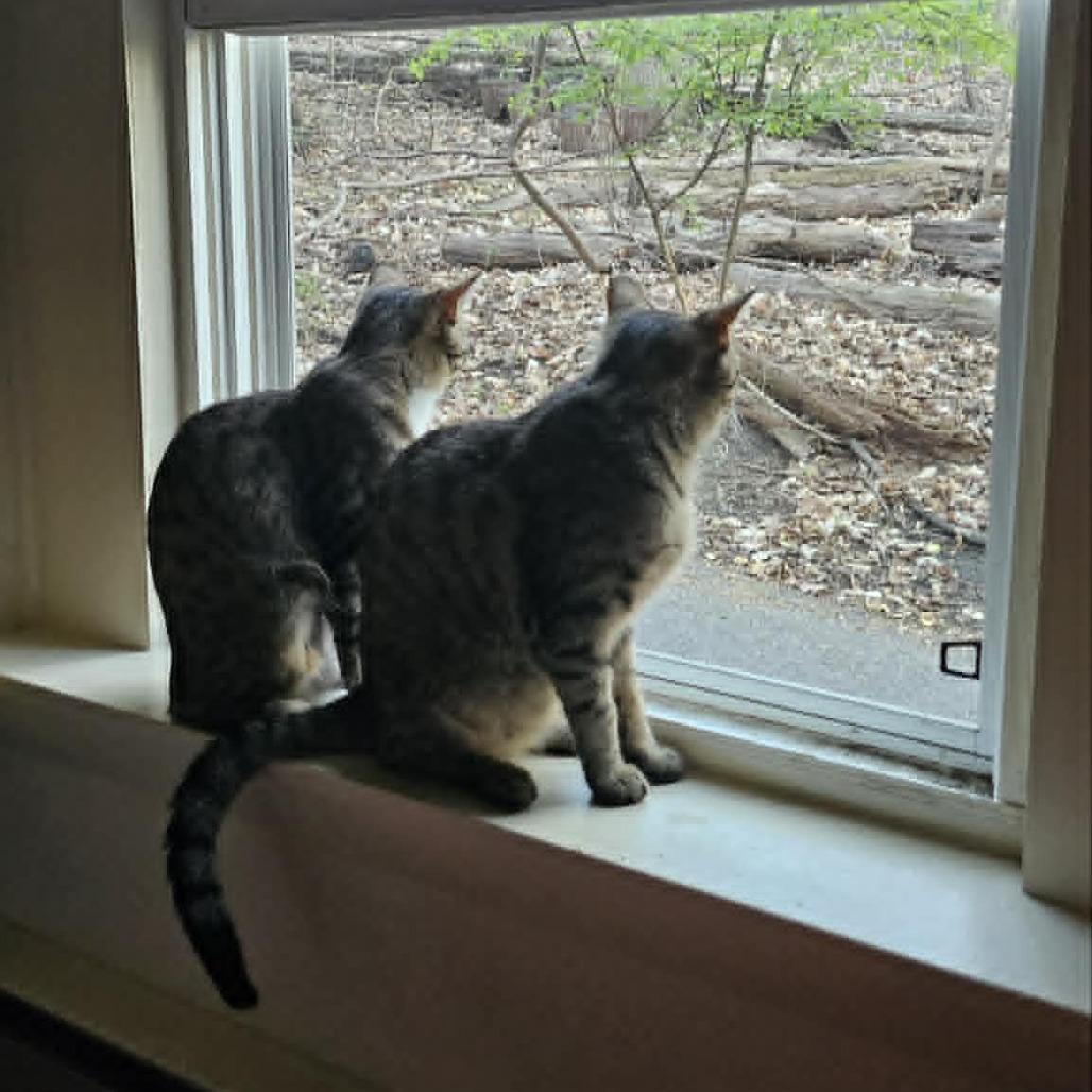 Enlarge Holly (paired with Rolly) - Guests, a Adoptable Domestic Short Hair in Reisterstown, MD image 2/3