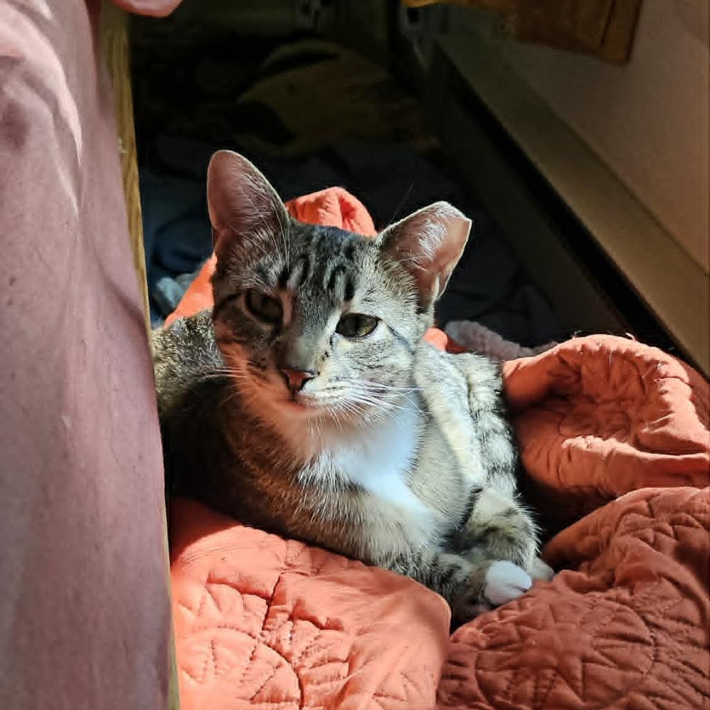 Enlarge Holly (paired with Rolly) - Guests, a Adoptable Domestic Short Hair in Reisterstown, MD image 3/3