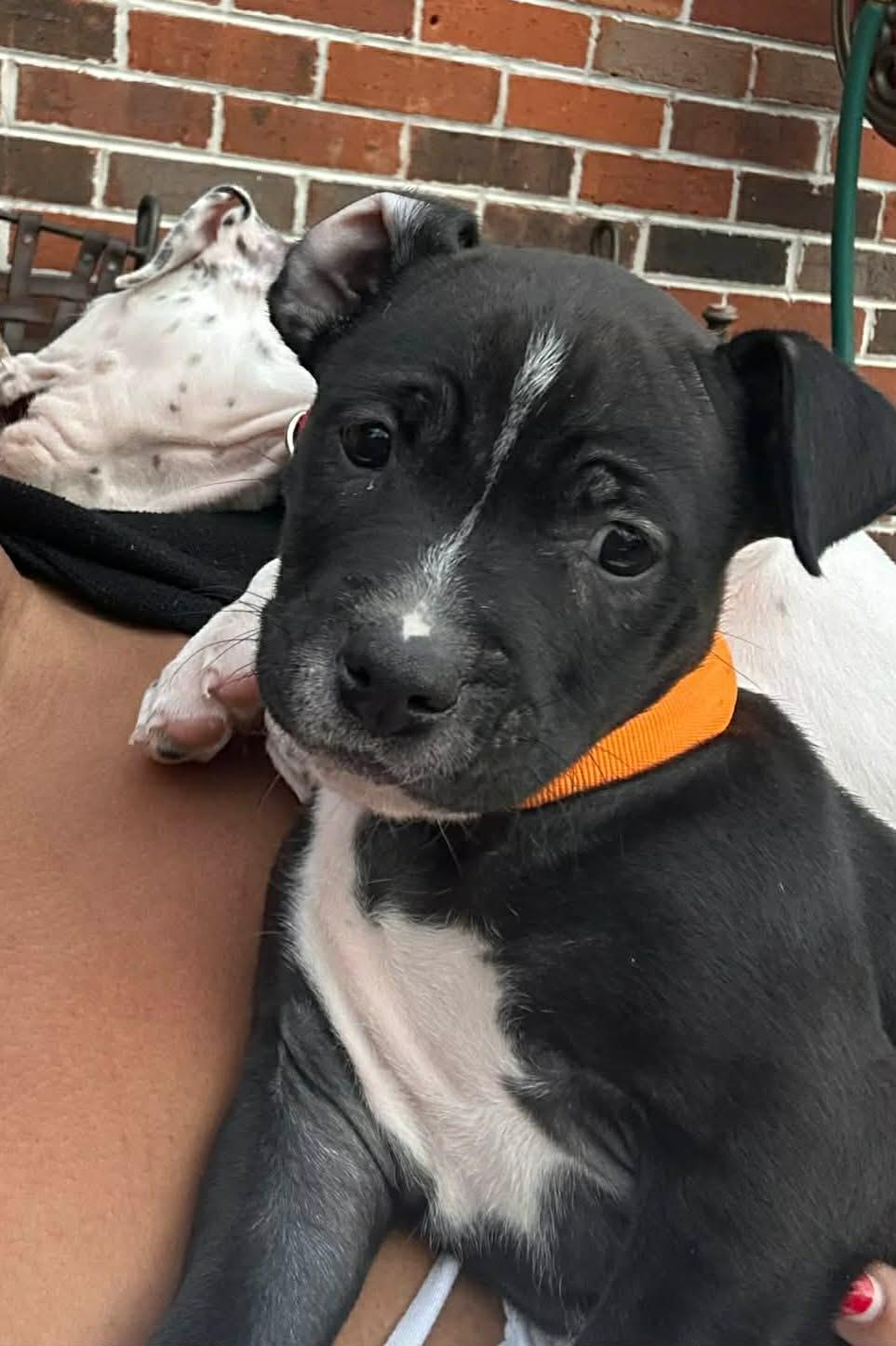 Enlarge Pesto , an adopted Pit Bull Terrier in Cosby, TN image 2/3