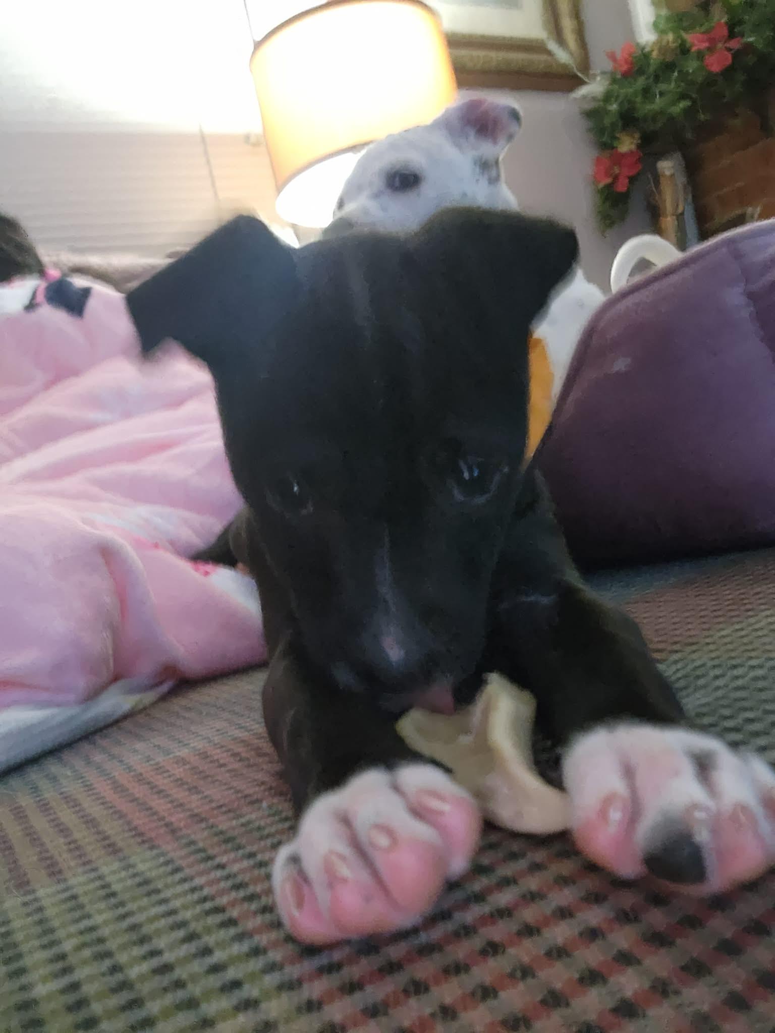 Enlarge Pesto , an adopted Pit Bull Terrier in Cosby, TN image 3/3