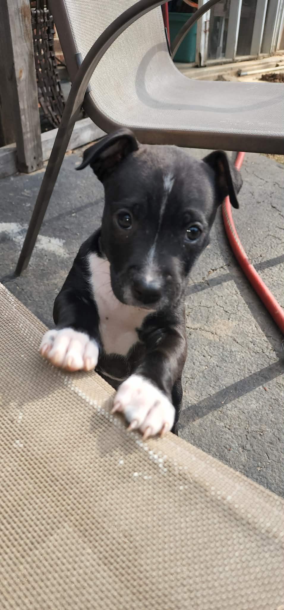 Pesto , adopted, Puppy Female Pit Bull Terrier.