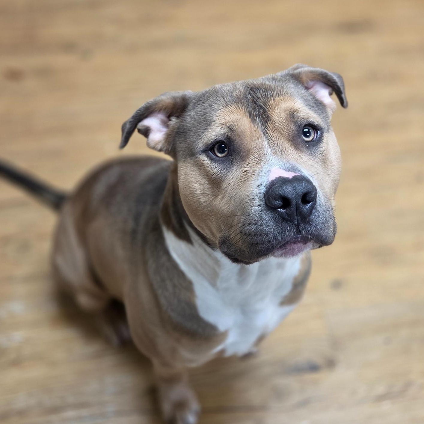 Meatball, adopted, Young Male American Staffordshire Terrier.