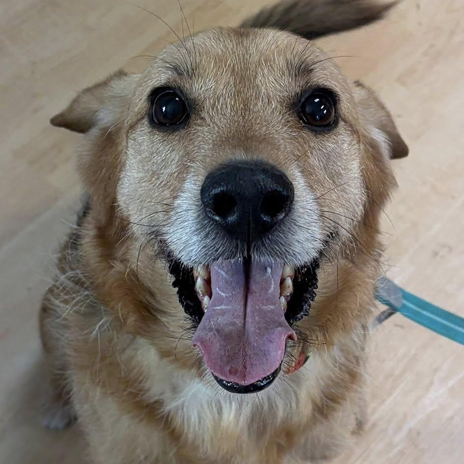 Bear, ADOPTABLE, Adult Male Shepherd.