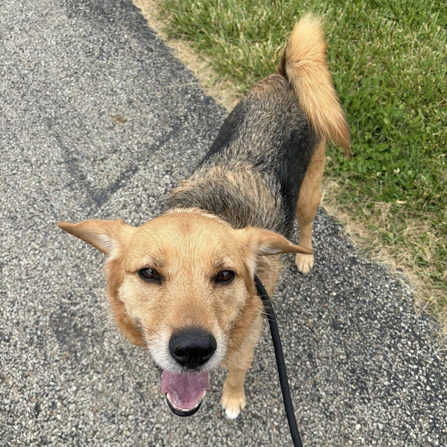 Enlarge Bear, an adoptable mixed breed in Washington, PA image 2/6
