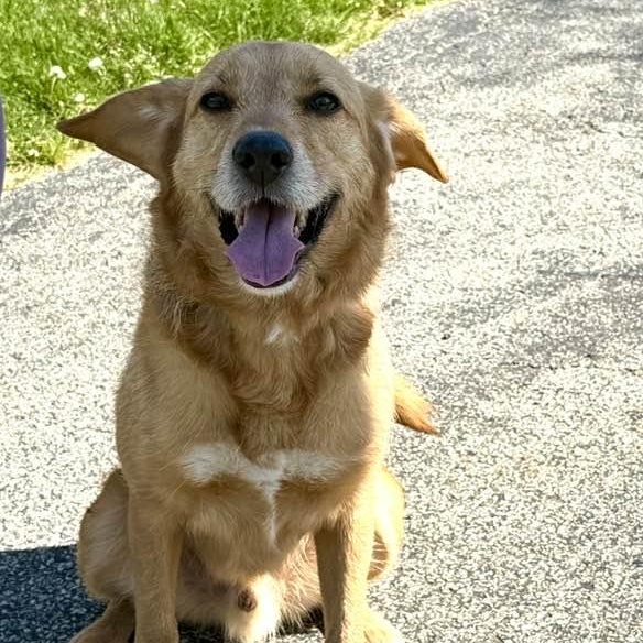 Enlarge Bear, a ADOPTABLE mixed breed in Washington, PA image 2/2