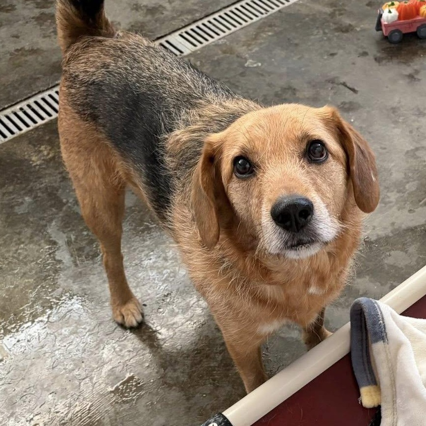 Enlarge Bear, an adoptable mixed breed in Washington, PA image 6/6