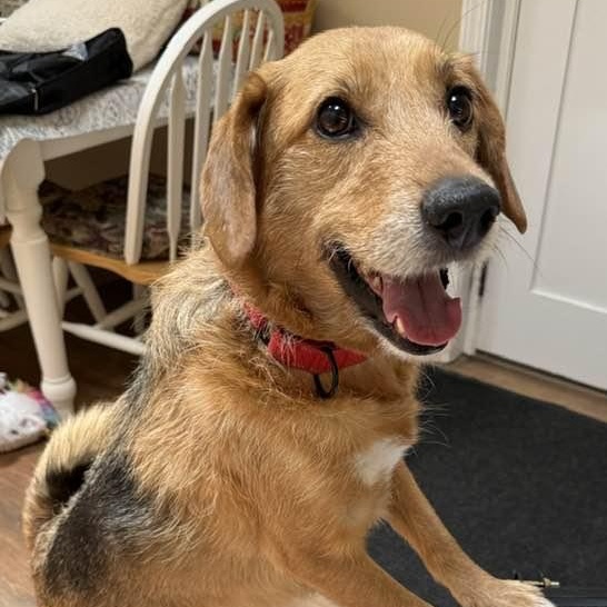 Bear, adoptable, Adult Male Shepherd.