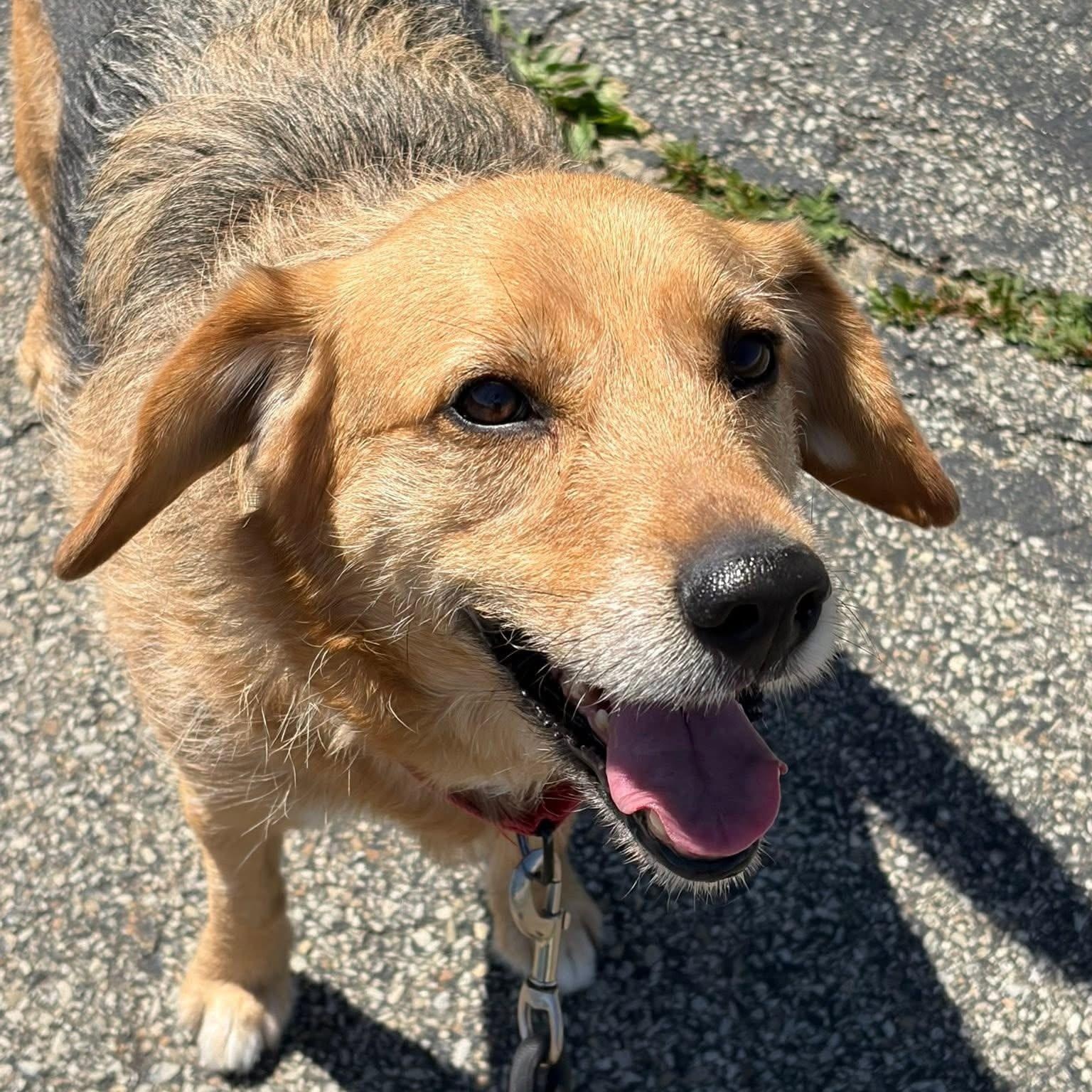 Enlarge Bear, an adoptable mixed breed in Washington, PA image 1/6