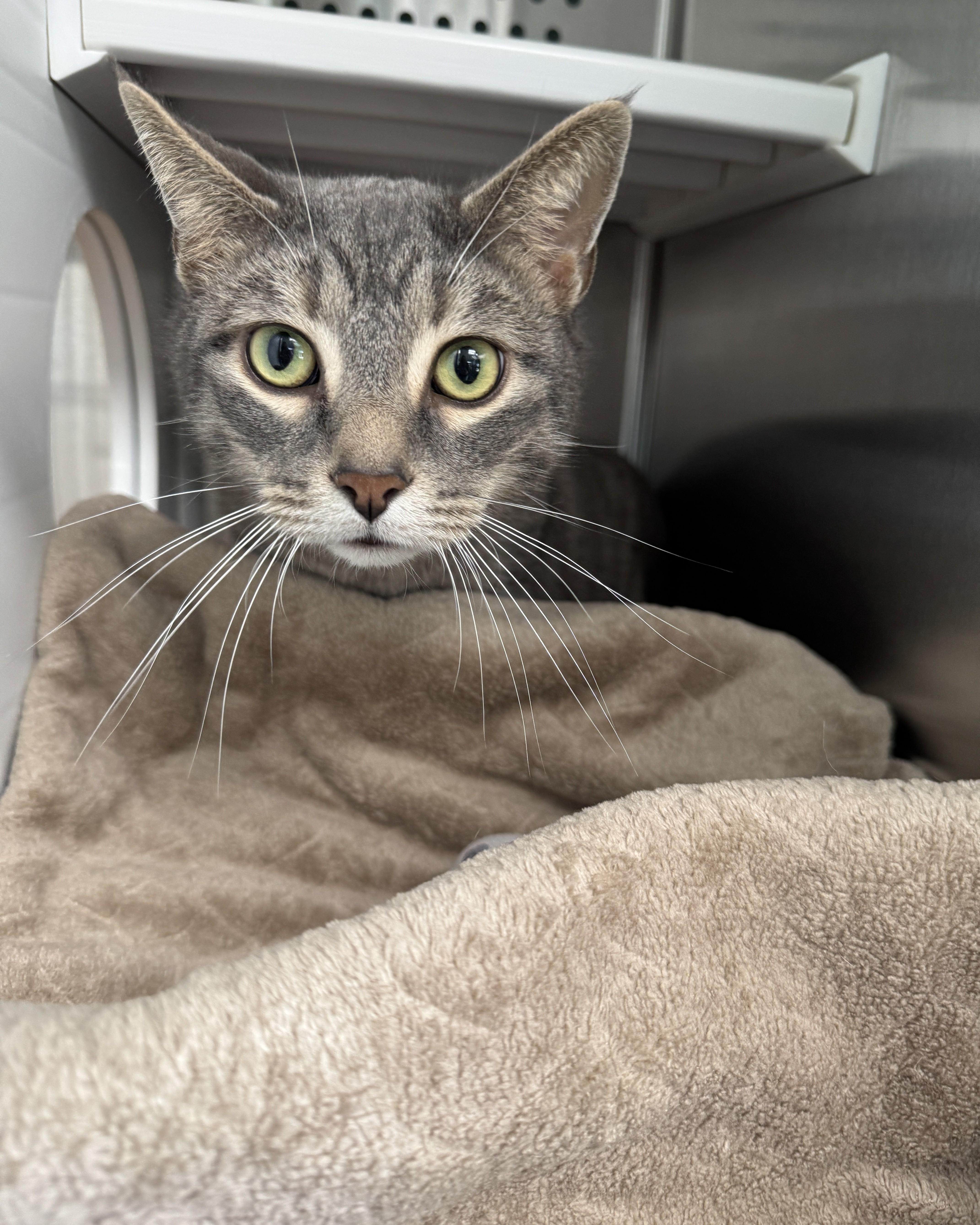 Enlarge Conner, an adopted Domestic Short Hair in Seneca, PA image 4/5