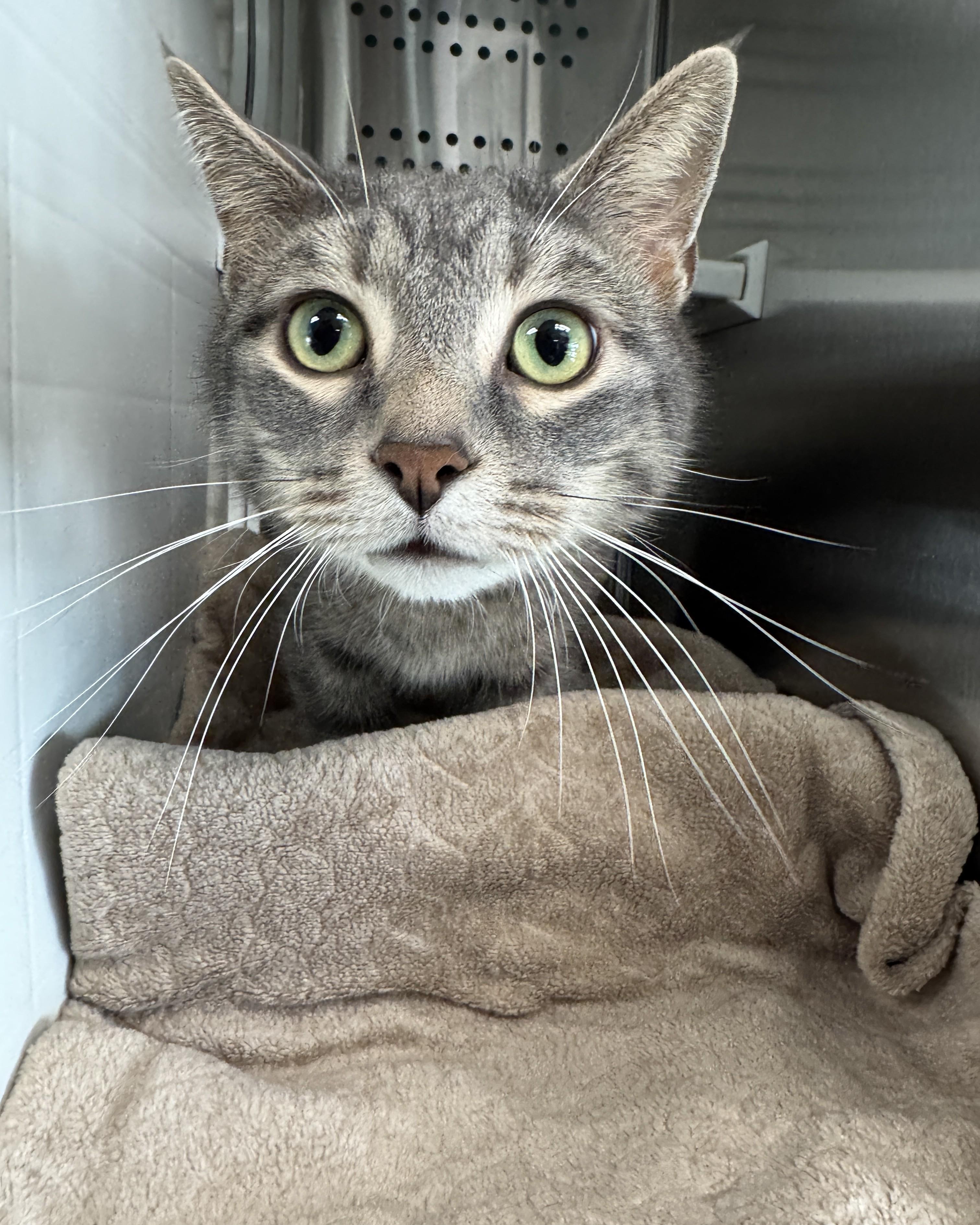 Enlarge Conner, an adopted Domestic Short Hair in Seneca, PA image 1/5