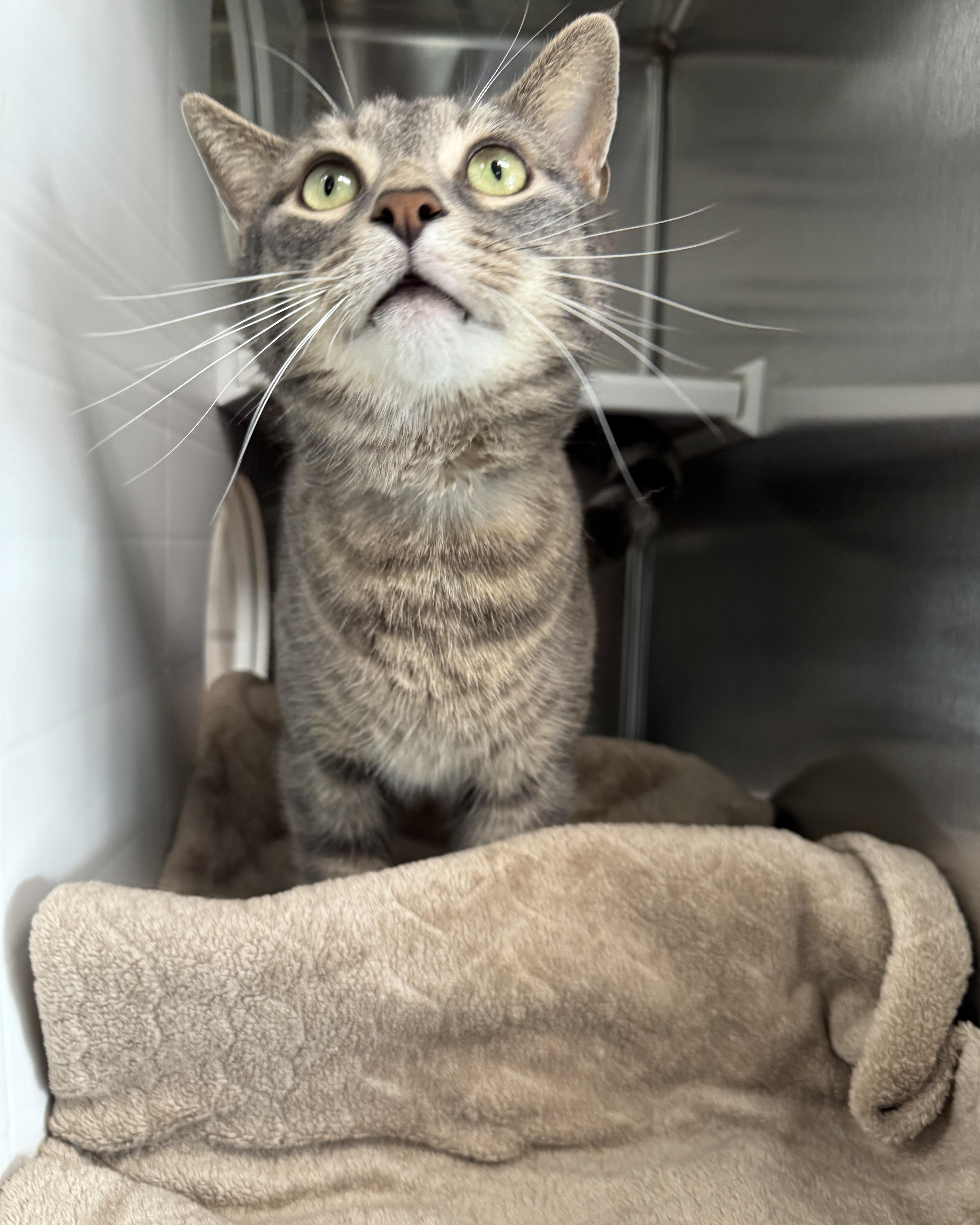 Enlarge Conner, an adopted Domestic Short Hair in Seneca, PA image 3/5